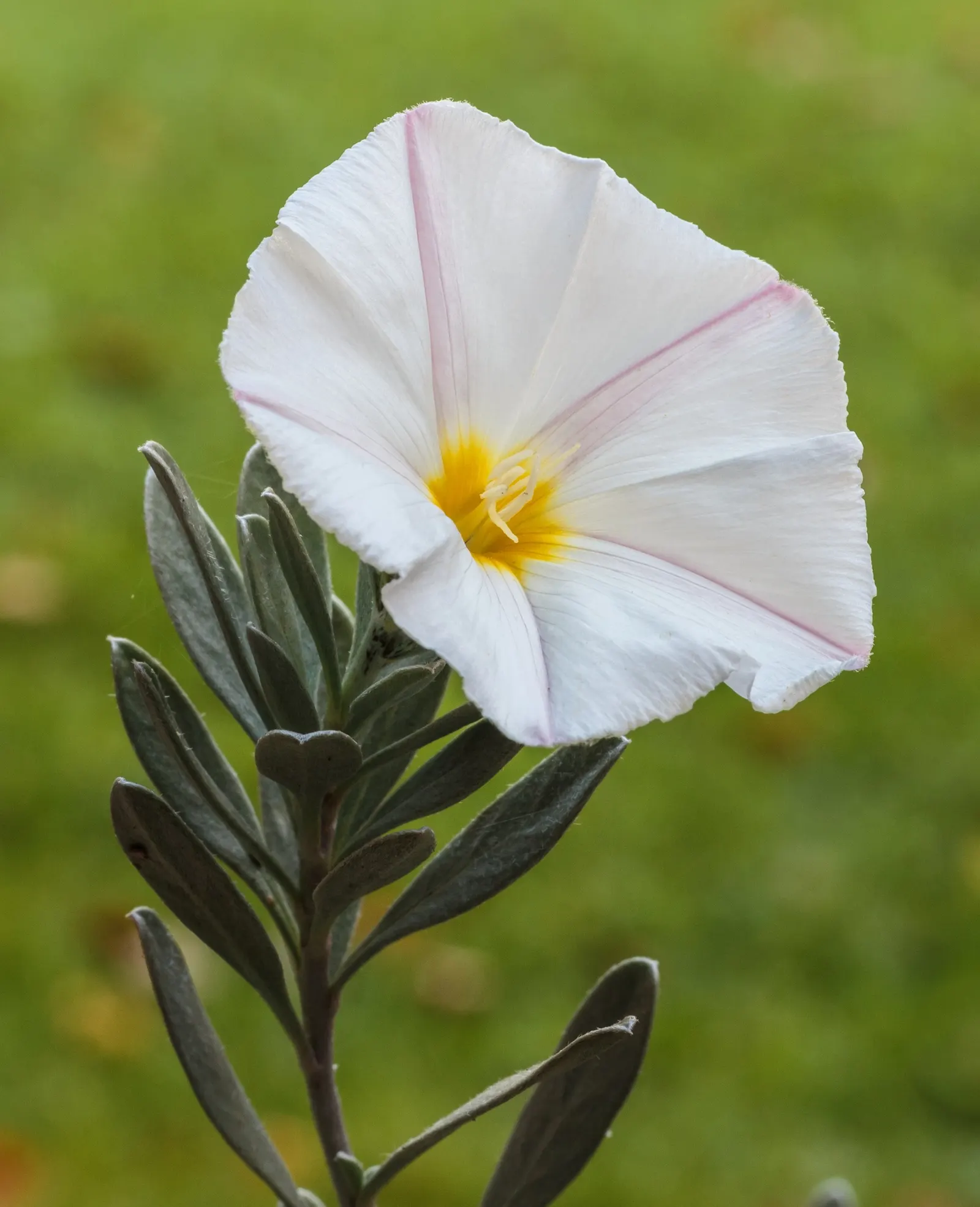 Bush Morning Glory (Convolvulus Cneorum) — is a perennial shrub revered for its silvery foliage and stunning funnel-shaped white to pinkish flowers, image 21