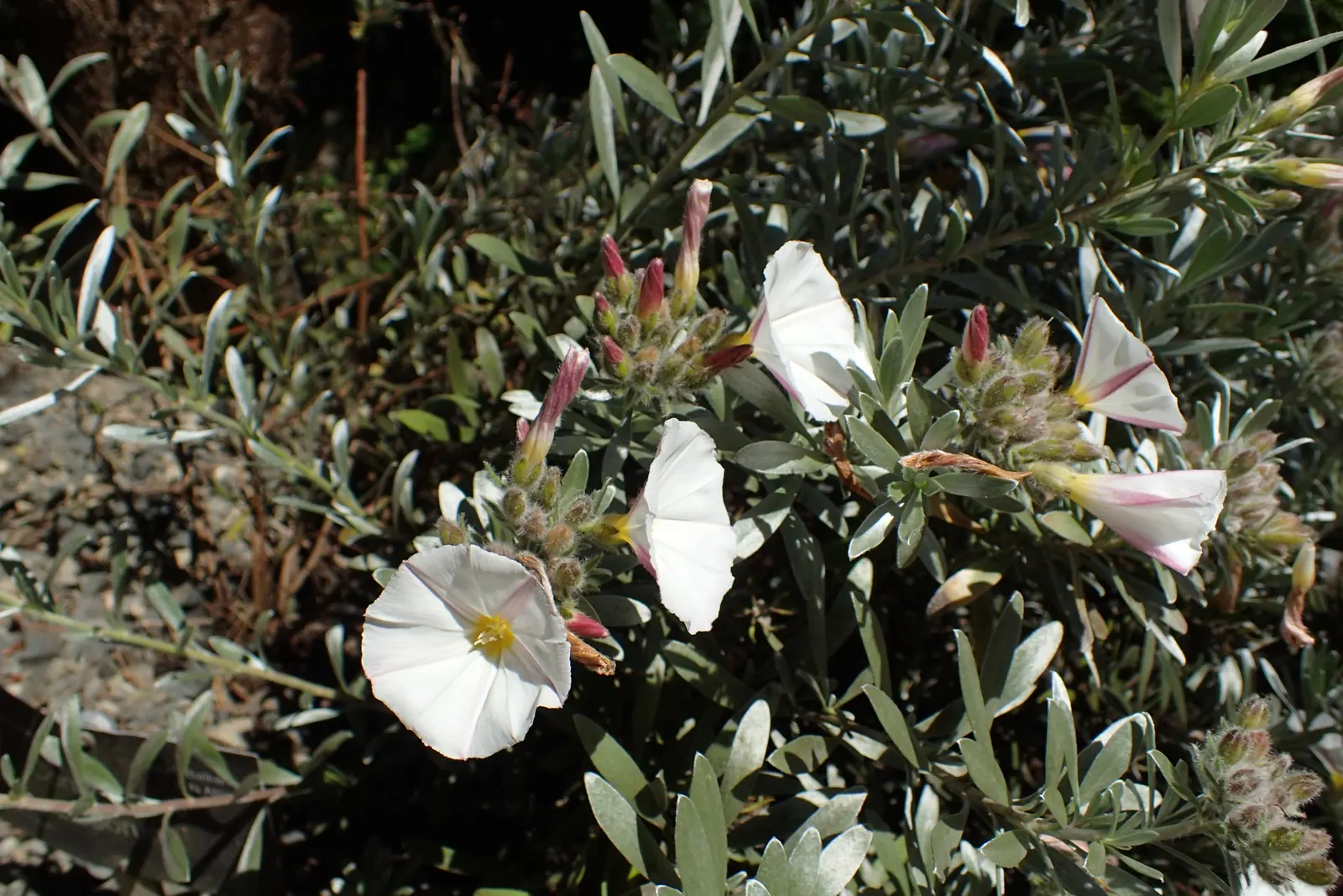 Bush Morning Glory (Convolvulus Cneorum) — Typically reaching heights between 2 to 3 feet with a similar spread; commonly known as the Bush Morning, image 67