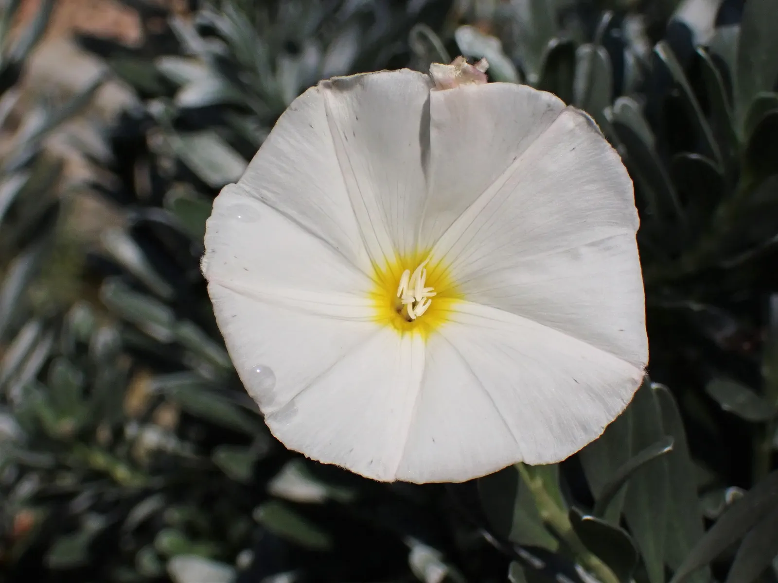 Bush Morning Glory (Convolvulus Cneorum) — with sporadic blooms throughout the warmer months; typically reaching heights between 2 to 3 feet with a, image 70