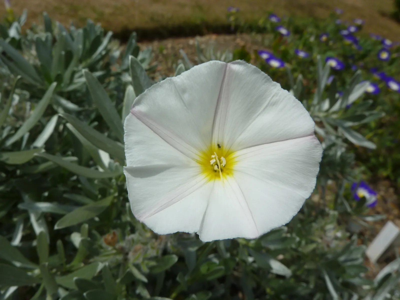 Bush Morning Glory (Convolvulus Cneorum) — is a perennial shrub revered for its silvery foliage and stunning funnel-shaped white to pinkish flowers, image 81