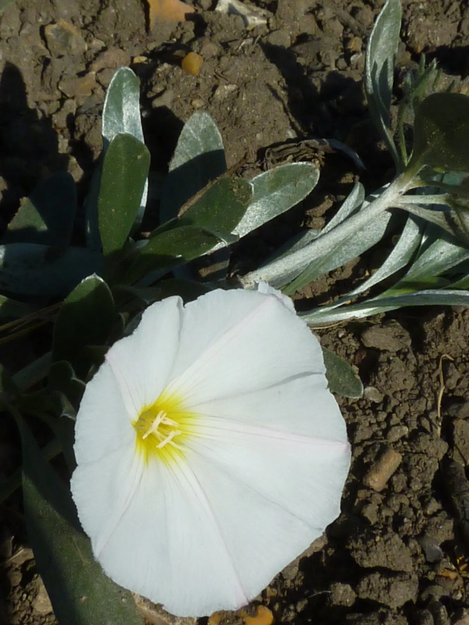 Bush Morning Glory (Convolvulus Cneorum) — A hardy specimen reaching 2 feet in height and 3 feet in width, it thrives in USDA zones 8-10; the Bush, image 82
