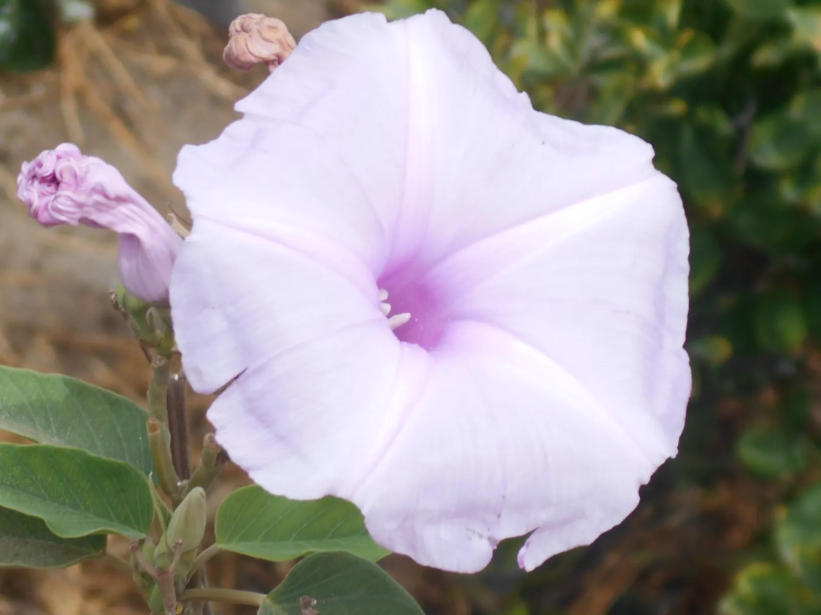 Bush Morning Glory (Convolvulus Cneorum) — Low-maintenance and drought-resistant, it blooms profusely in spring, with sporadic flowers through summer; ideal