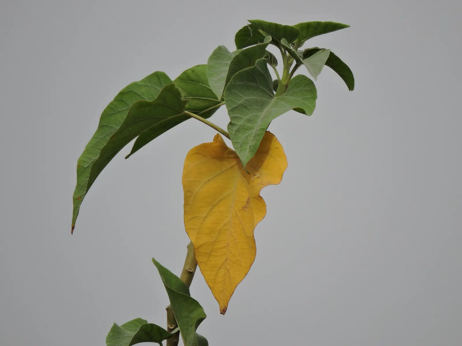 Bush Morning Glory (Convolvulus Cneorum) — making it an ideal choice for water-wise gardens or arid climates; ground cover / perennial / shrub for, image 49