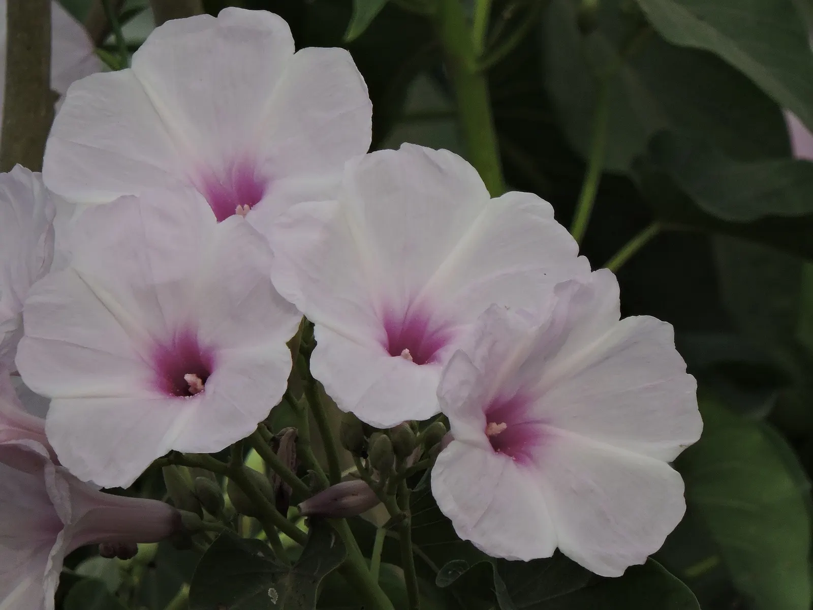 Bush Morning Glory (Convolvulus Cneorum) — minimal pruning is required; the Bush Morning Glory is drought-tolerant once established, image 53