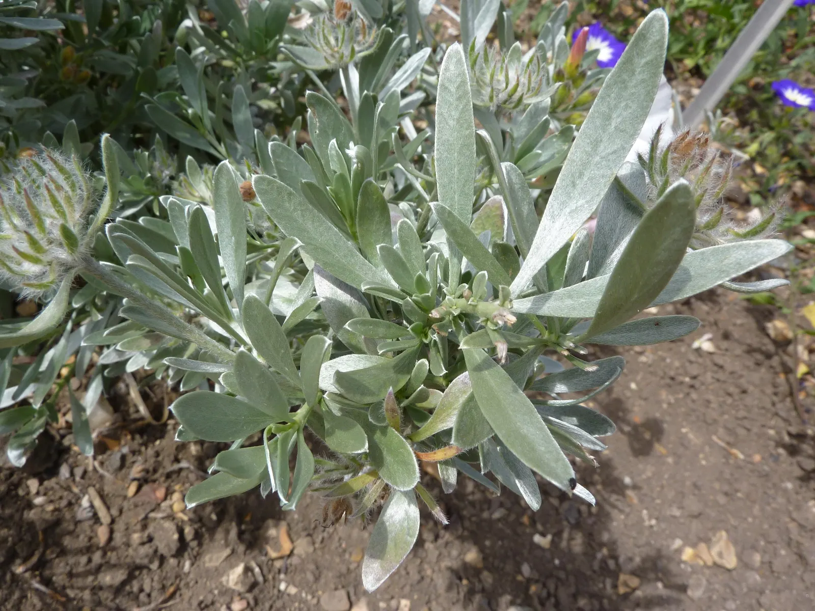 Bush Morning Glory (Convolvulus Cneorum) — or as a feature plant in Mediterranean-themed landscapes; its compact size and ornamental qualities make it an