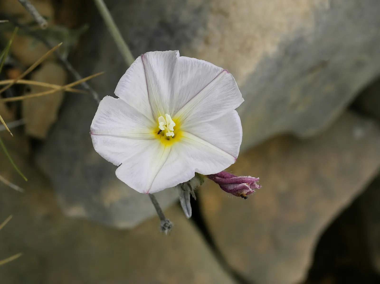 Bush Morning Glory (Convolvulus Cneorum) — the Bush Morning Glory's blossoms are a magnet for pollinators such as bees and butterflies; simply remove any dead