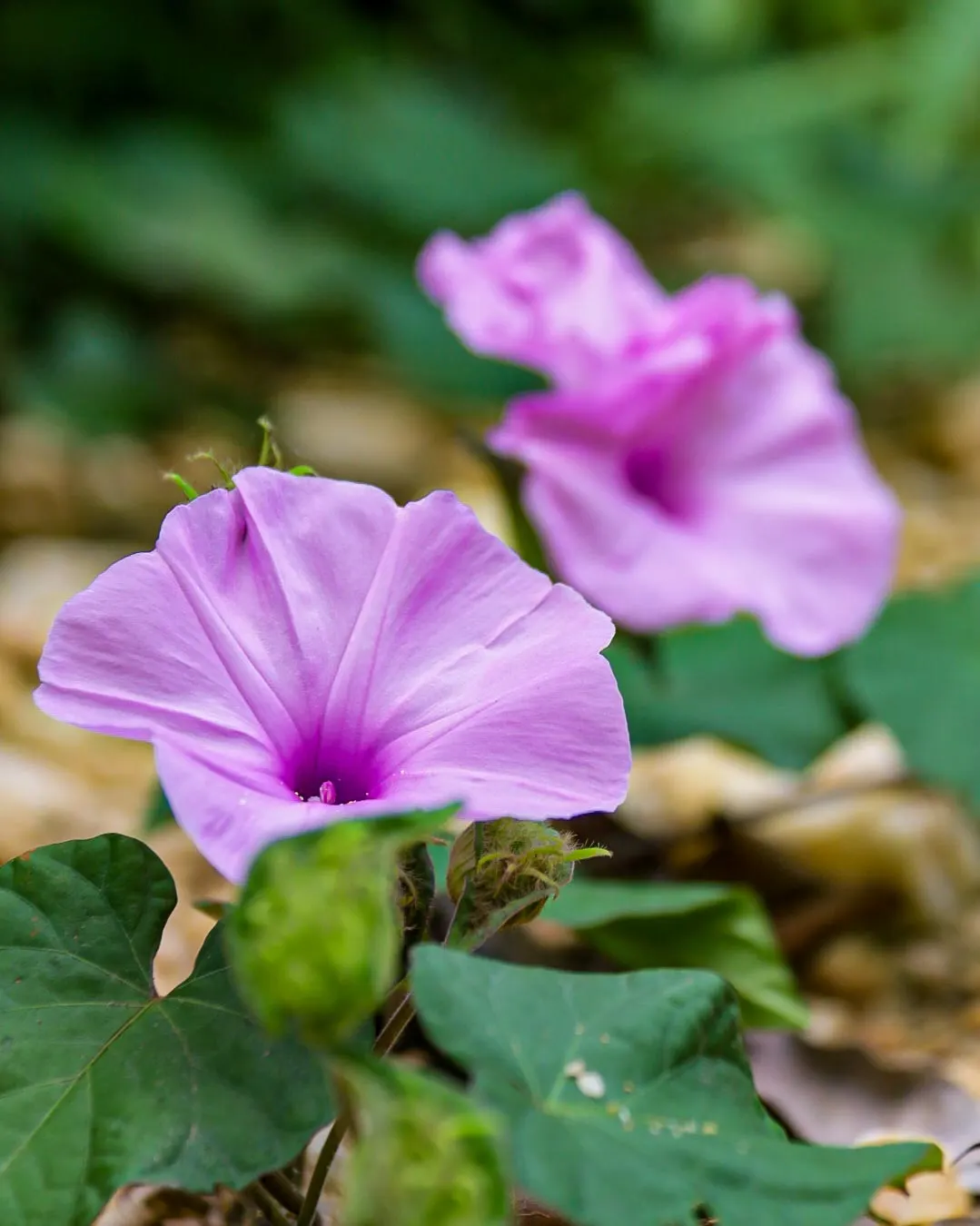 Bush Morning Glory (Convolvulus Cneorum) — Its compact size and ornamental qualities make it an excellent choice for borders; making it an ideal, image 56