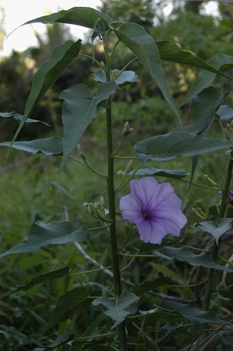 Bush Morning Glory (Convolvulus Cneorum) — Simply remove any dead or damaged branches in early spring to encourage fresh growth; occasional, image 54