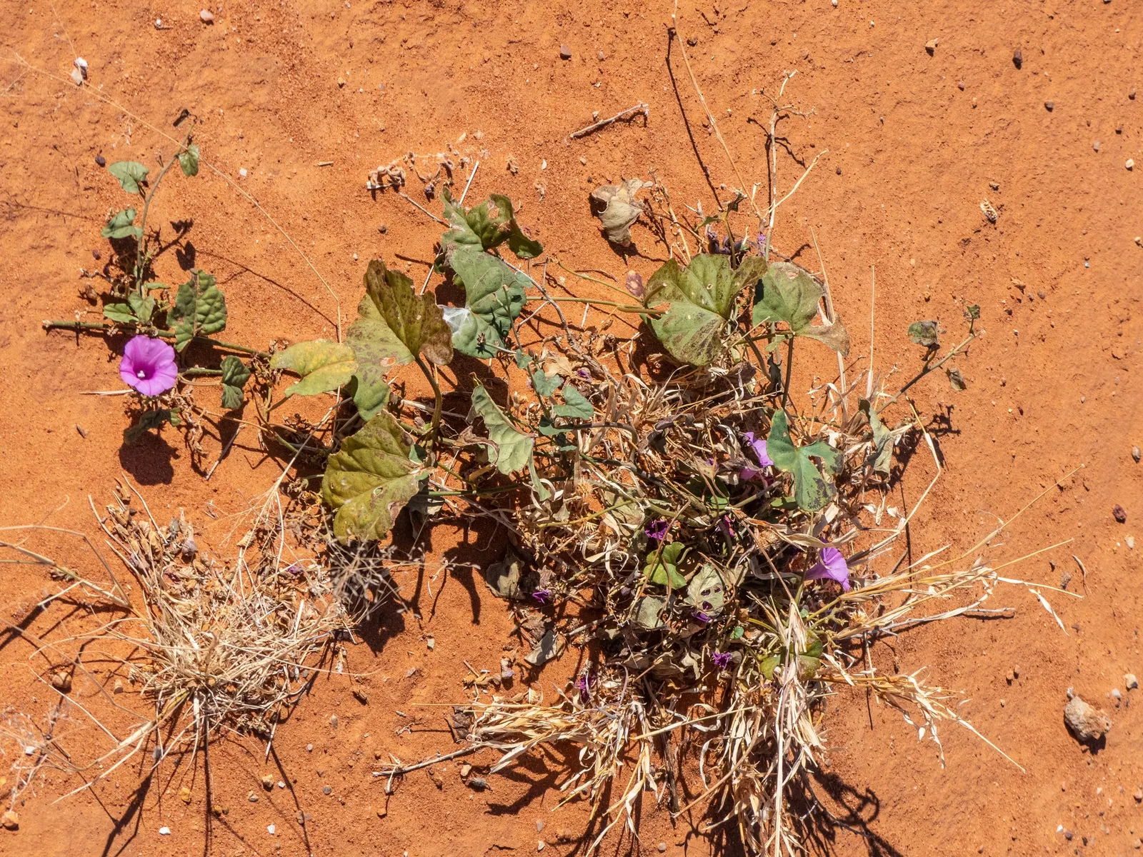 Bush Morning Glory (Convolvulus Cneorum) — Occasional watering during extended periods of drought will keep this shrub thriving; a hardy specimen, image 55