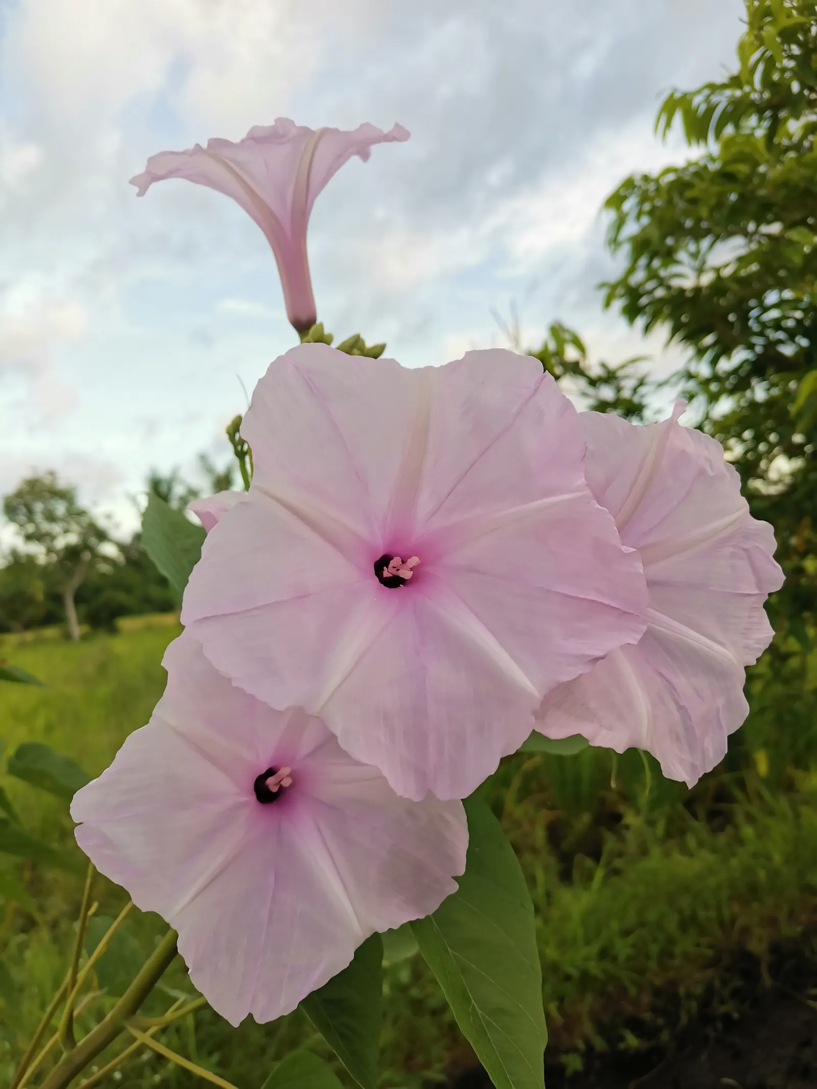 Bush Morning Glory (Convolvulus Cneorum) — A hardy specimen reaching 2 feet in height and 3 feet in width, it thrives in USDA zones 8-10; the Bush, image 62