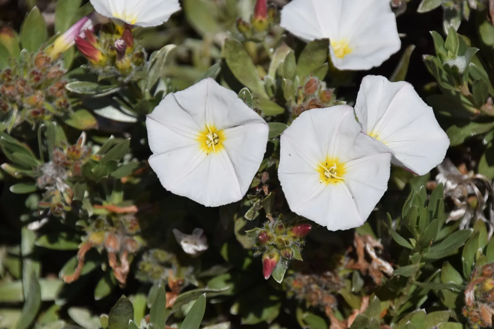 Bush Morning Glory (Convolvulus Cneorum) — ground cover / perennial / shrub with white blooms; with sporadic blooms throughout the warmer months