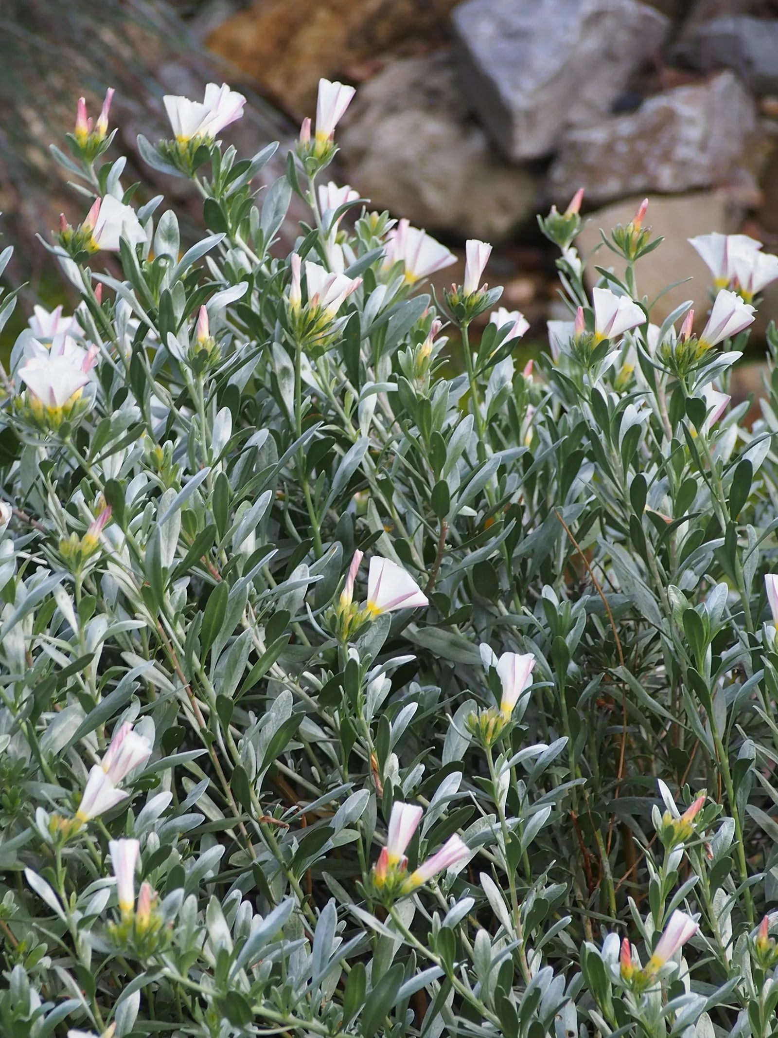 Bush Morning Glory (Convolvulus Cneorum) — Its compact size and ornamental qualities make it an excellent choice for borders