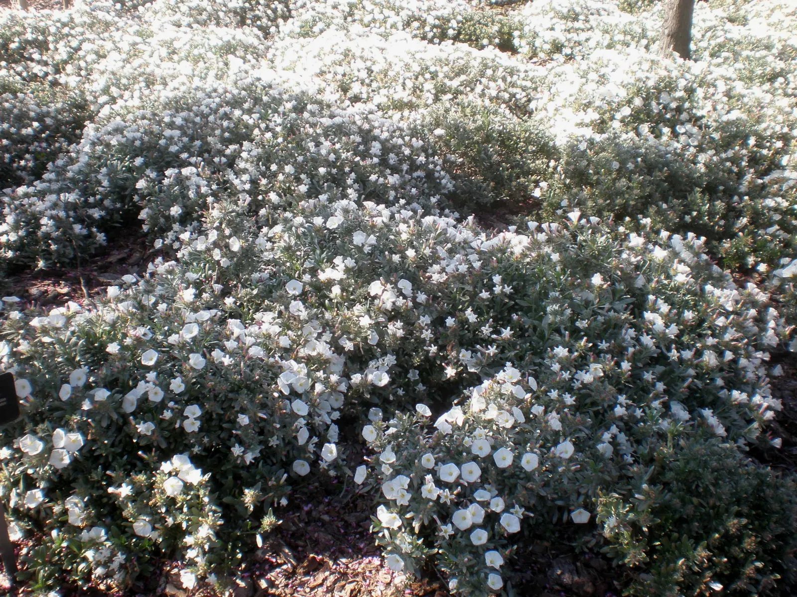 Bush Morning Glory (Convolvulus Cneorum) — Low-maintenance and drought-resistant, it blooms profusely in spring, with sporadic flowers through summer