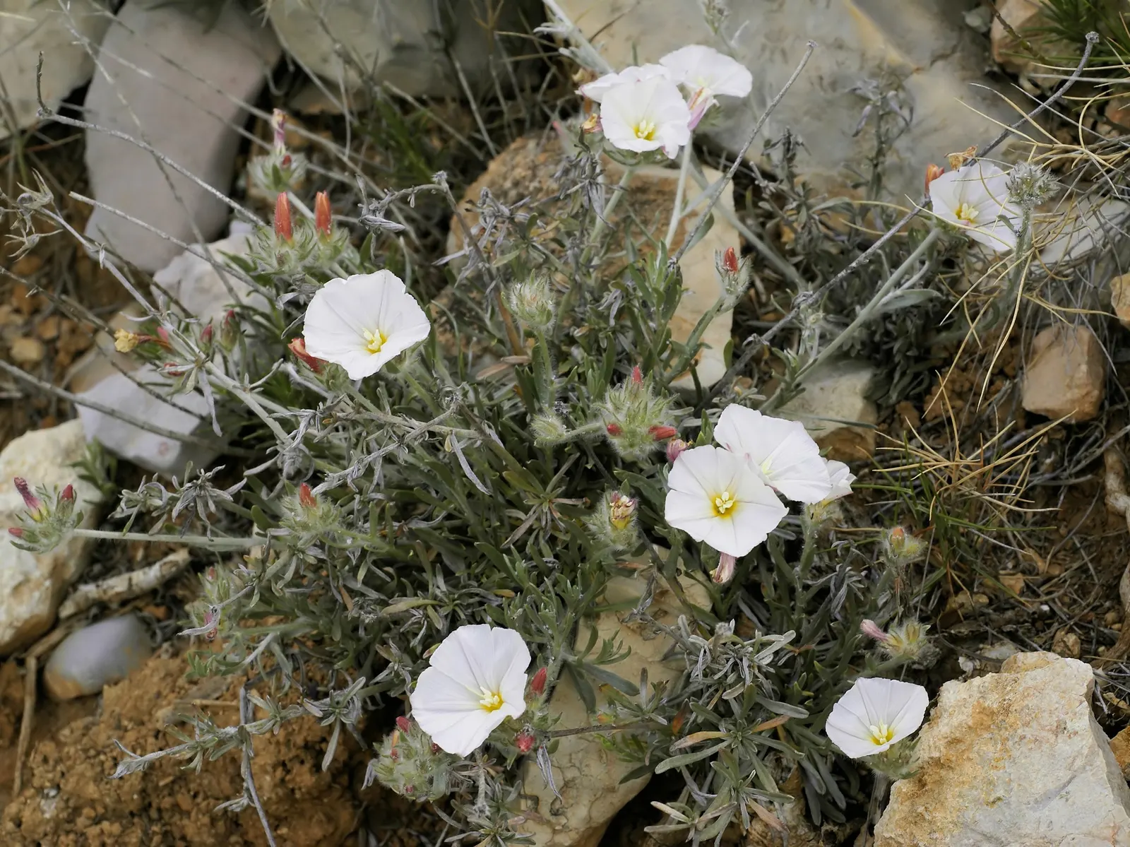 Bush Morning Glory (Convolvulus Cneorum) — ground cover / perennial / shrub with white blooms