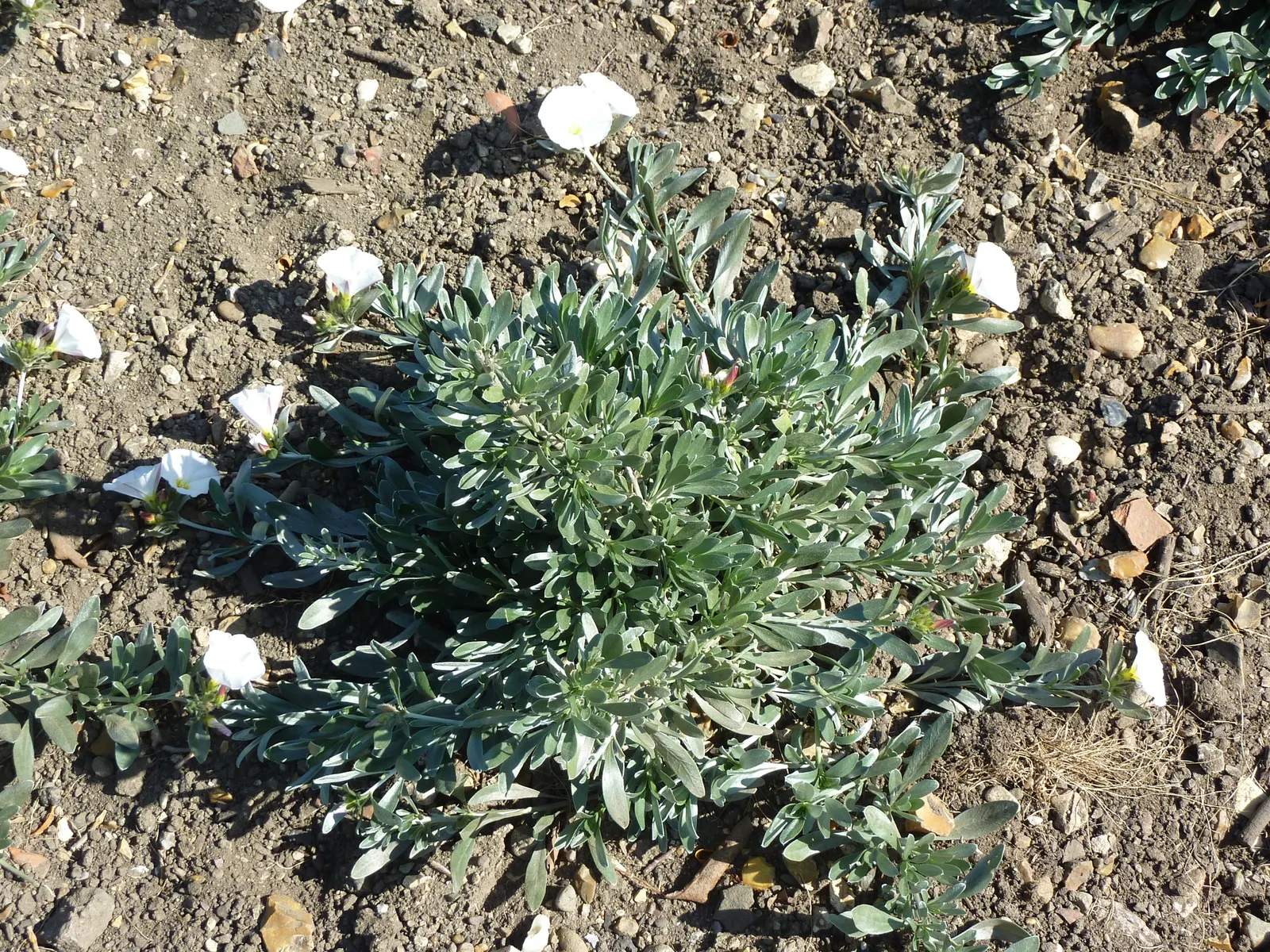 Bush Morning Glory (Convolvulus Cneorum) — Prefers full sun and well-drained soil; white flowers in the garden, image 83
