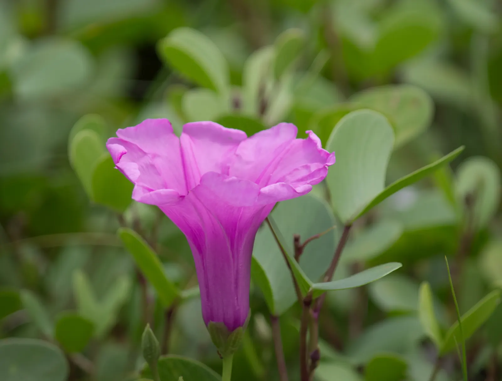 Bush Morning Glory (Convolvulus Cneorum) — Typically reaching heights between 2 to 3 feet with a similar spread; commonly known as the Bush Morning, image 47