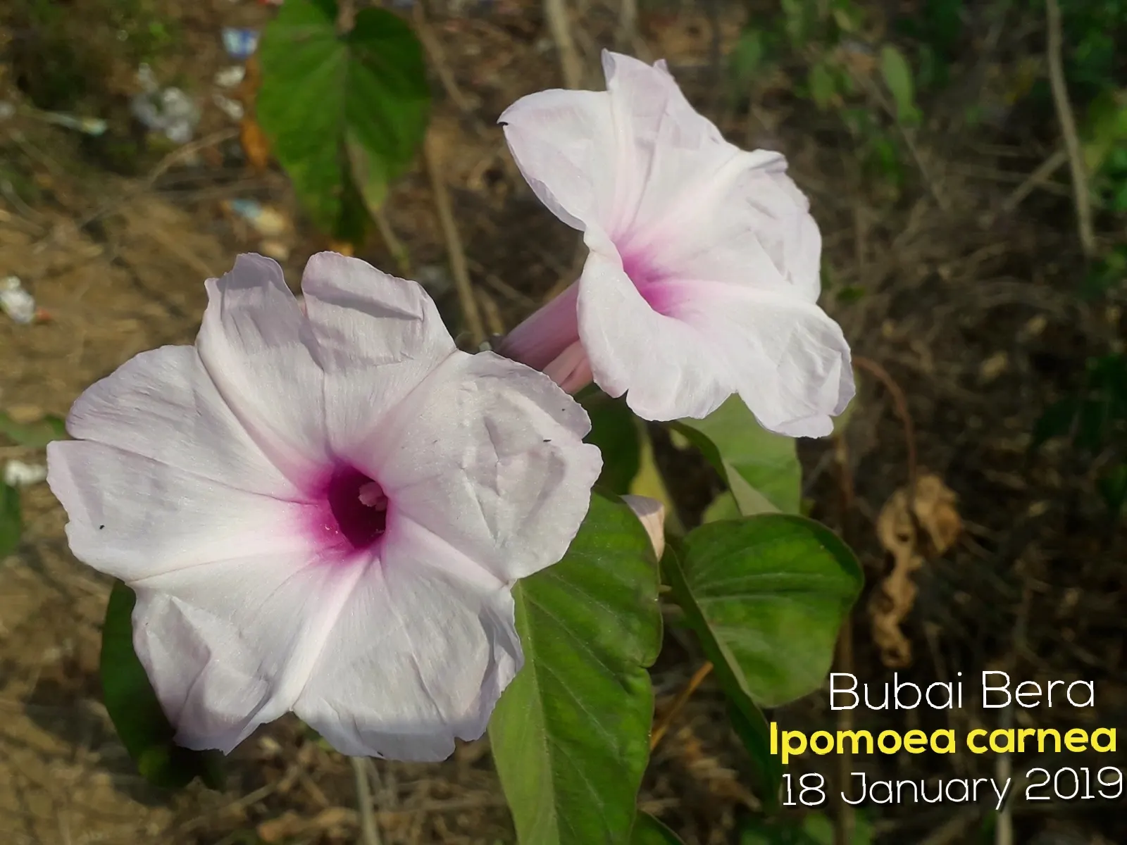 Bush Morning Glory (Convolvulus Cneorum) — Ideal for Mediterranean-style gardens and as accent plants in rockeries or borders; adding a dynamic, image 45
