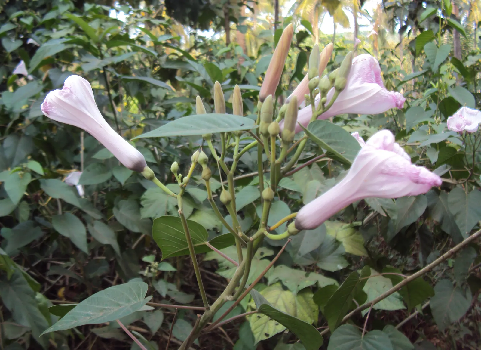 Bush Morning Glory (Convolvulus Cneorum) — A hardy specimen reaching 2 feet in height and 3 feet in width, it thrives in USDA zones 8-10; the Bush Morning