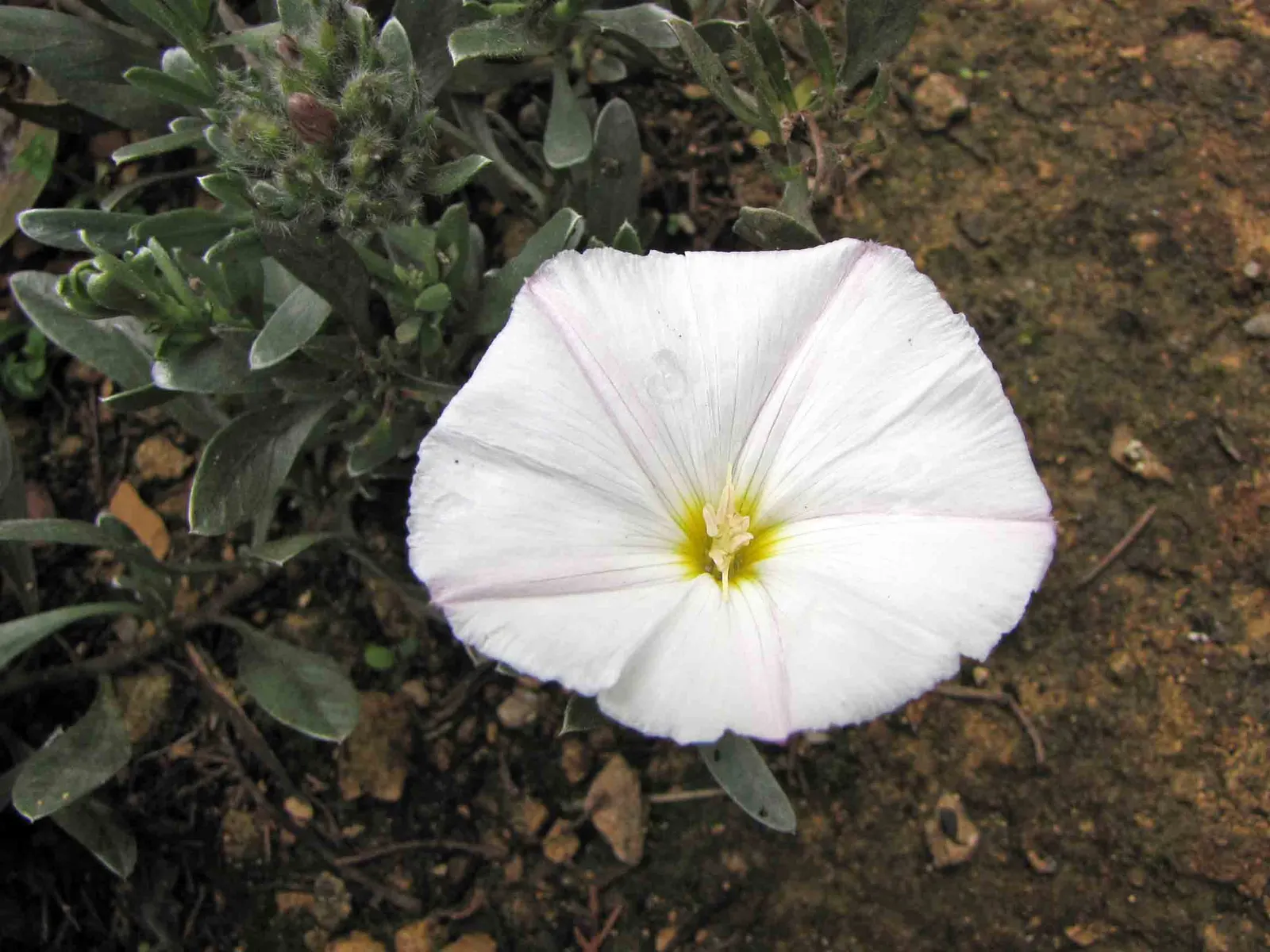 Bush Morning Glory (Convolvulus Cneorum) — Occasional watering during extended periods of drought will keep this shrub thriving; a hardy specimen reaching 2