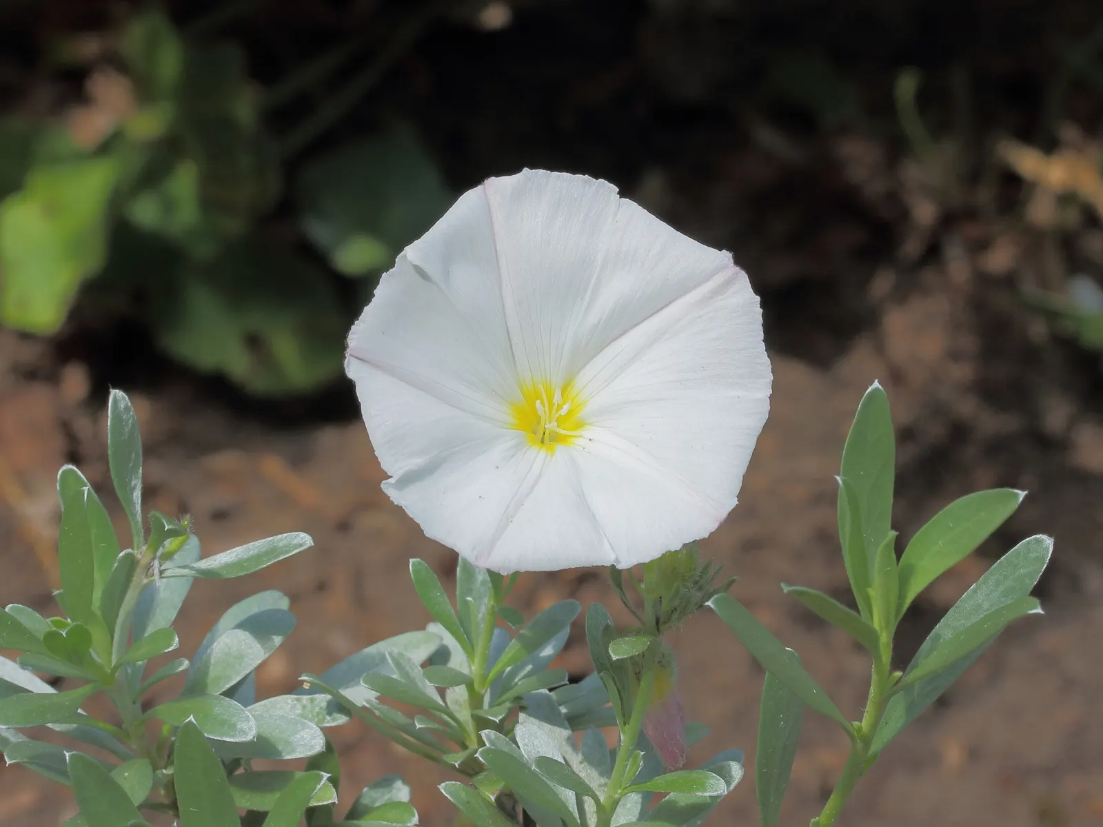 Bush Morning Glory (Convolvulus Cneorum) — white flowers in the garden; prefers full sun and well-drained soil, image 58