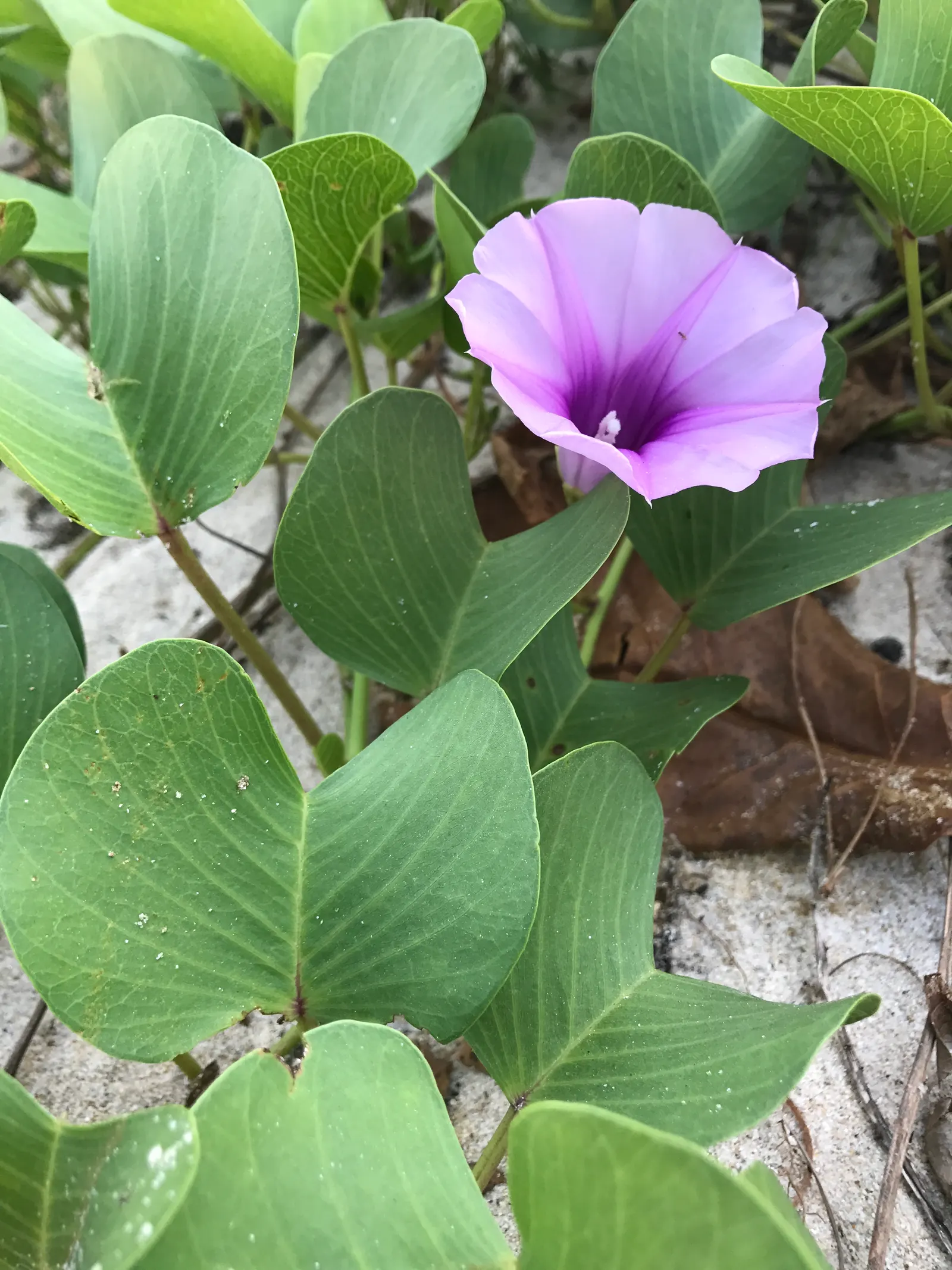Bush Morning Glory (Convolvulus Cneorum) — The Bush Morning Glory is drought-tolerant once established; minimal pruning is required, image 108