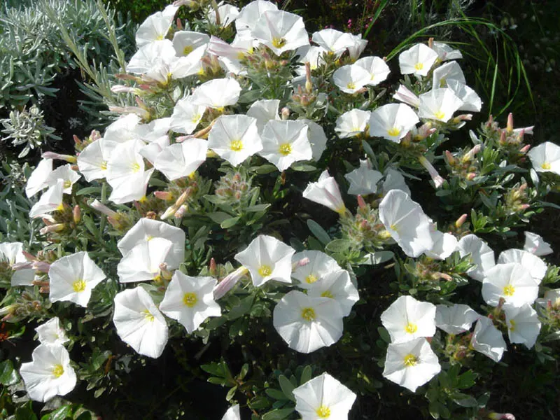 Bush Morning Glory (Convolvulus Cneorum) — commonly known as the Bush Morning Glory; ground cover / perennial / shrub with white blooms, image 66