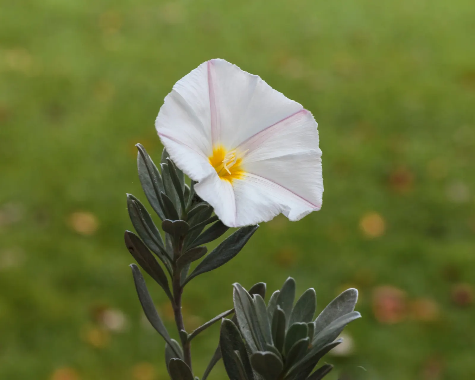 Bush Morning Glory (Convolvulus Cneorum) — minimal pruning is required; the Bush Morning Glory is drought-tolerant once established, image 93