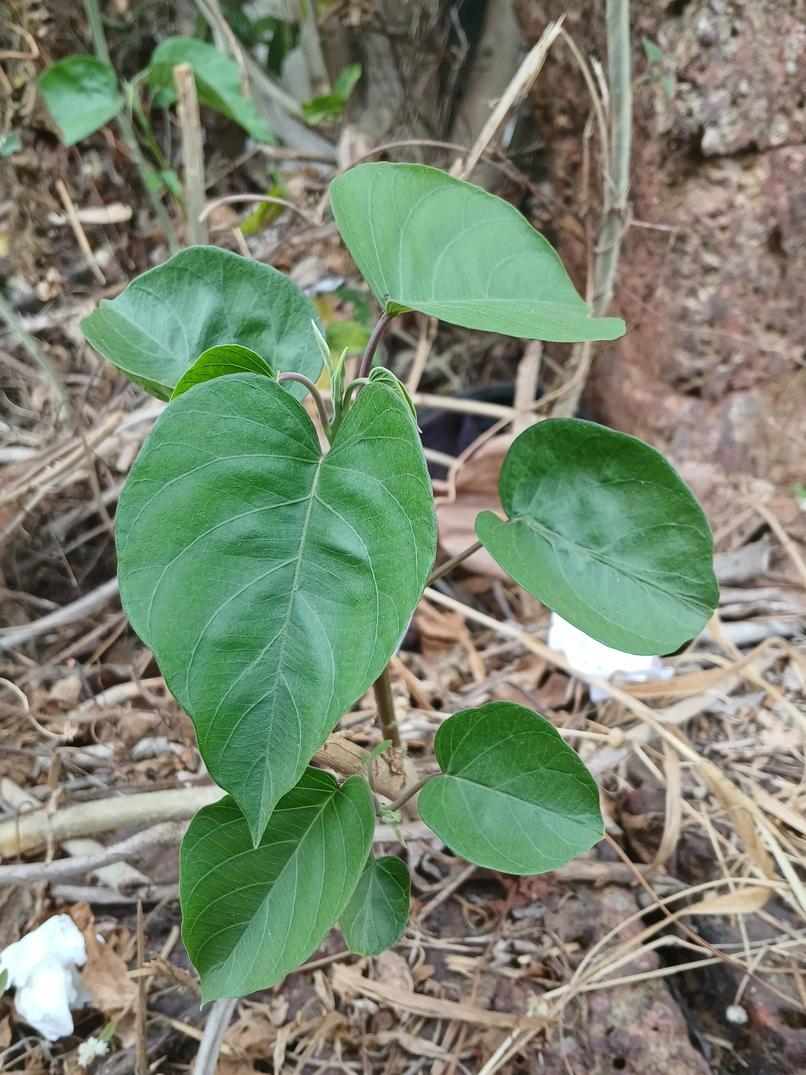 Bush Morning Glory (Convolvulus Cneorum) — Prefers full sun and well-drained soil; white flowers in the garden