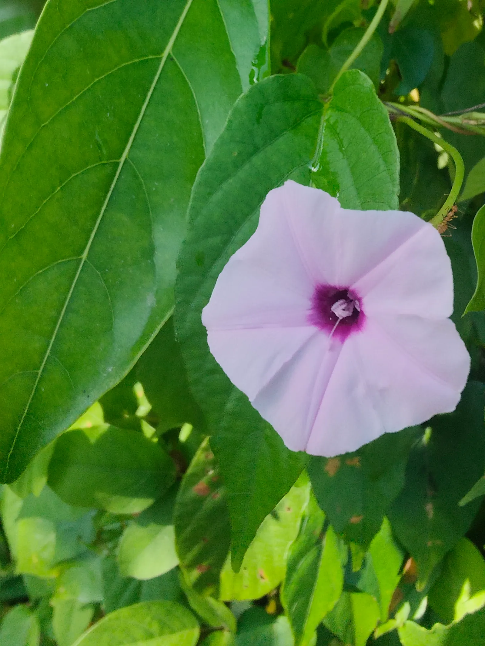 Bush Morning Glory (Convolvulus Cneorum) — white flowers in the garden; prefers full sun and well-drained soil, image 78