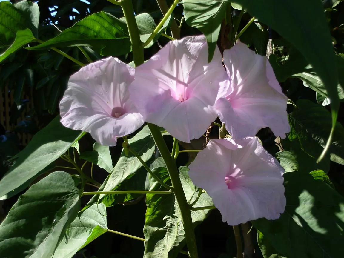 Bush Morning Glory (Convolvulus Cneorum) — is a perennial shrub revered for its silvery foliage and stunning funnel-shaped white to pinkish flowers, image 61