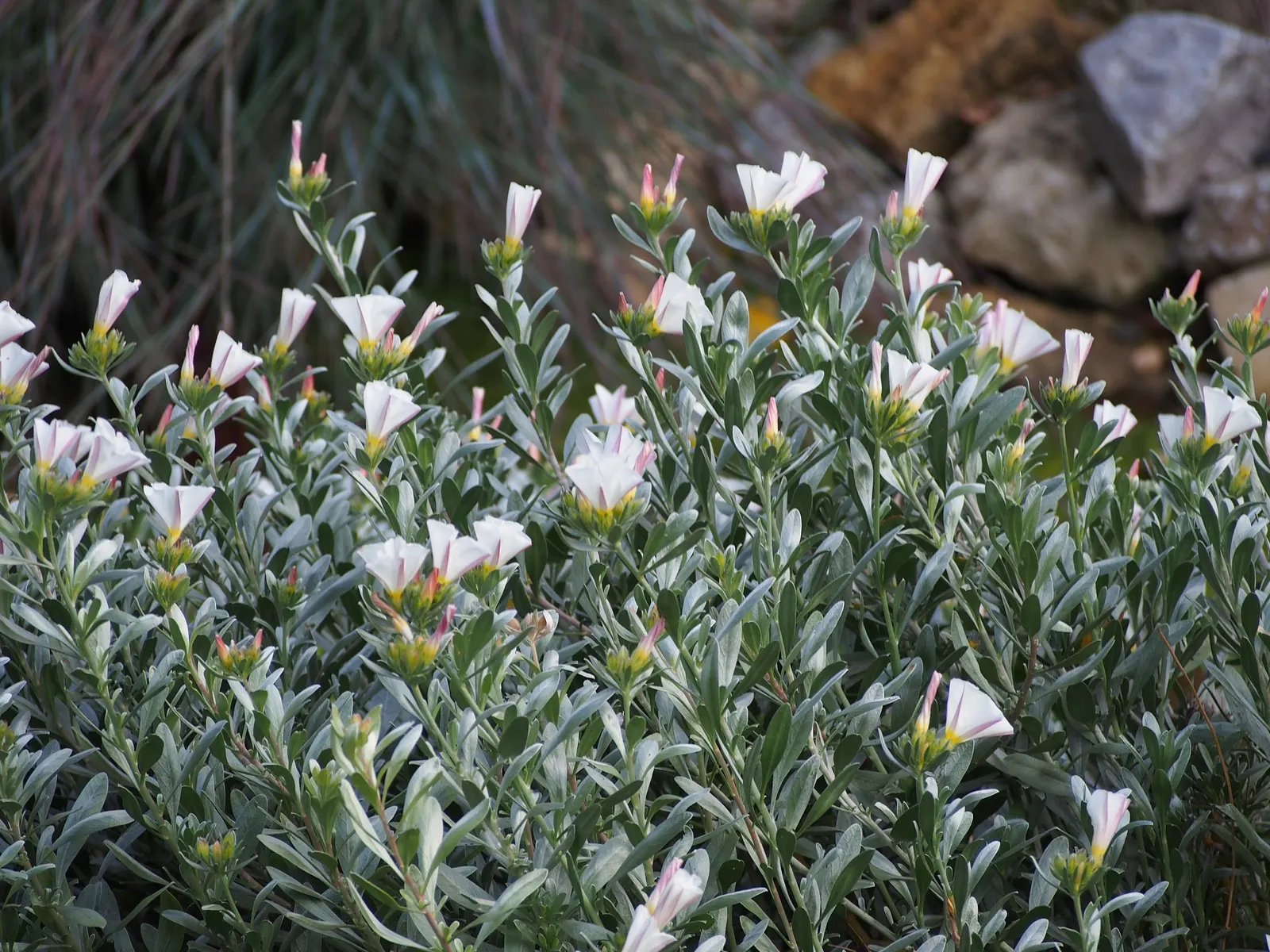 Bush Morning Glory (Convolvulus Cneorum) — adding a dynamic living element to the landscape.<br><br>For maintenance; is a perennial shrub revered, image 92