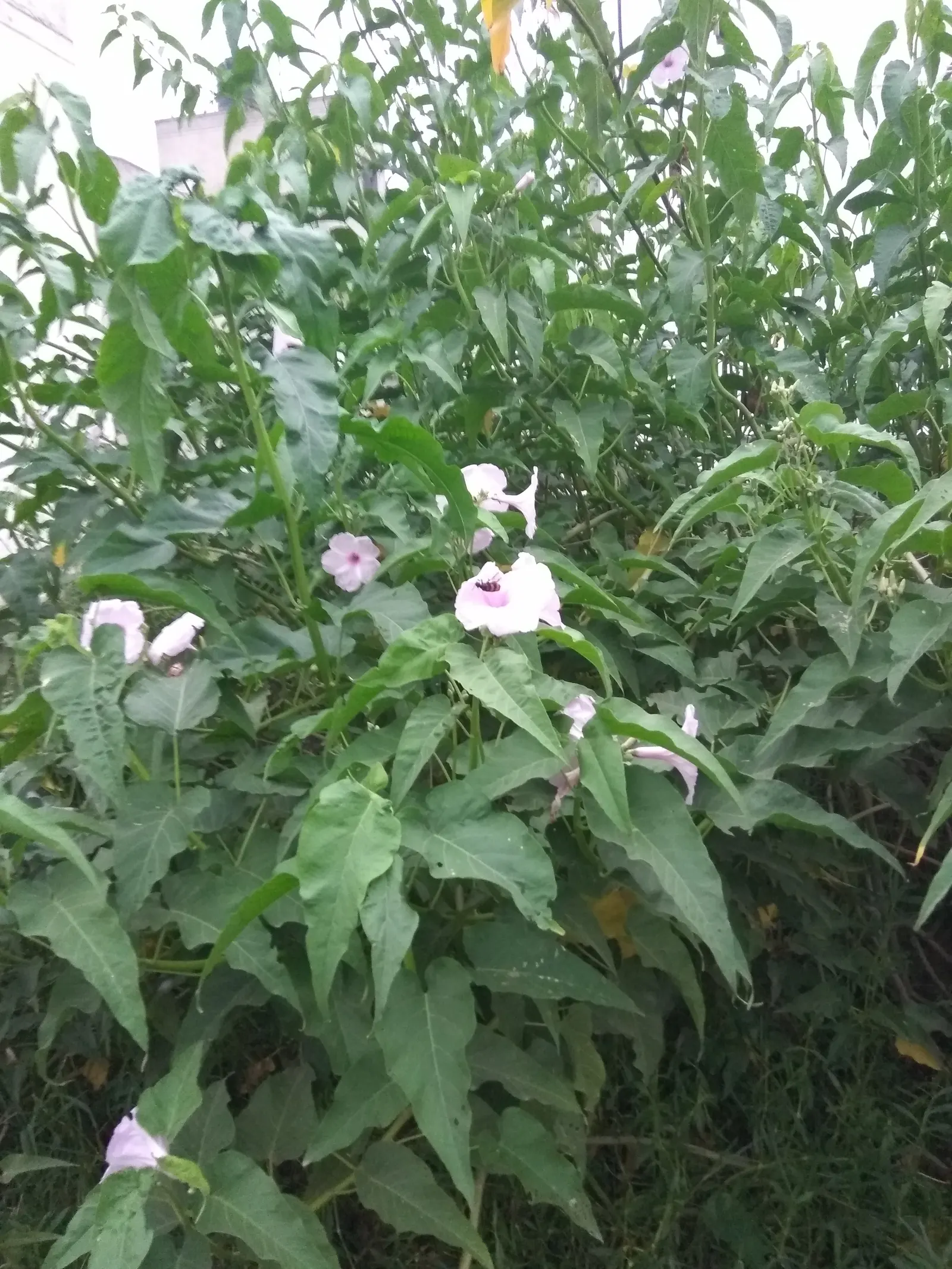 Bush Morning Glory (Convolvulus Cneorum) — The Bush Morning Glory is drought-tolerant once established; minimal pruning is required, image 48