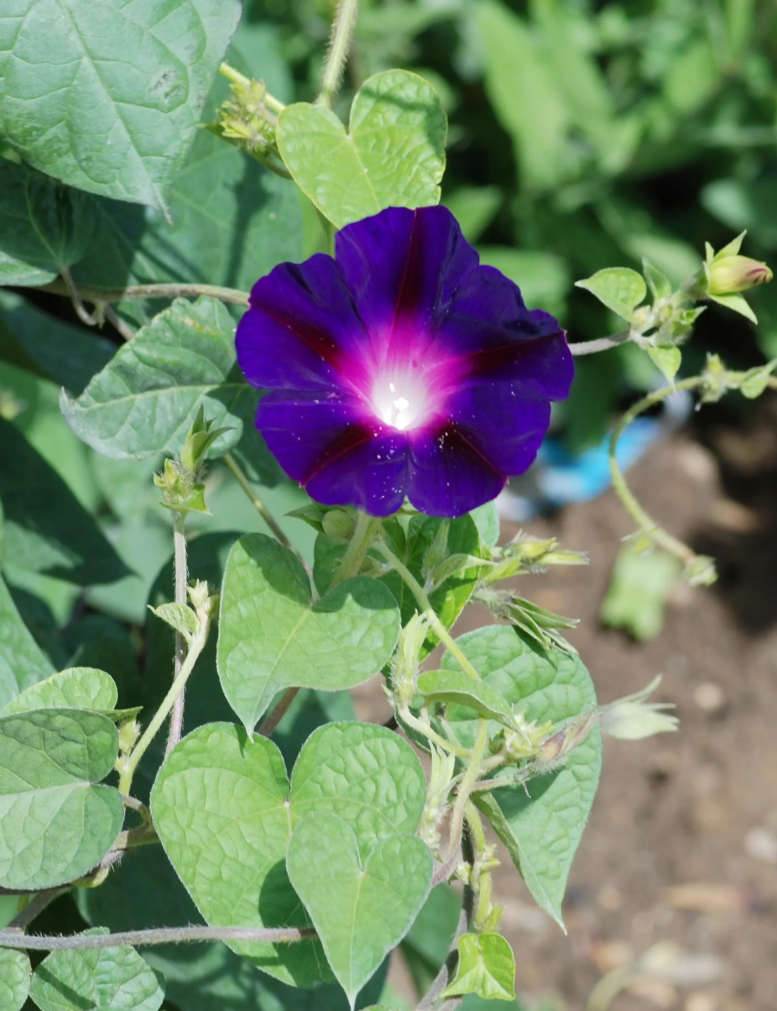 Bush Morning Glory (Convolvulus Cneorum) — ground cover / perennial / shrub for full