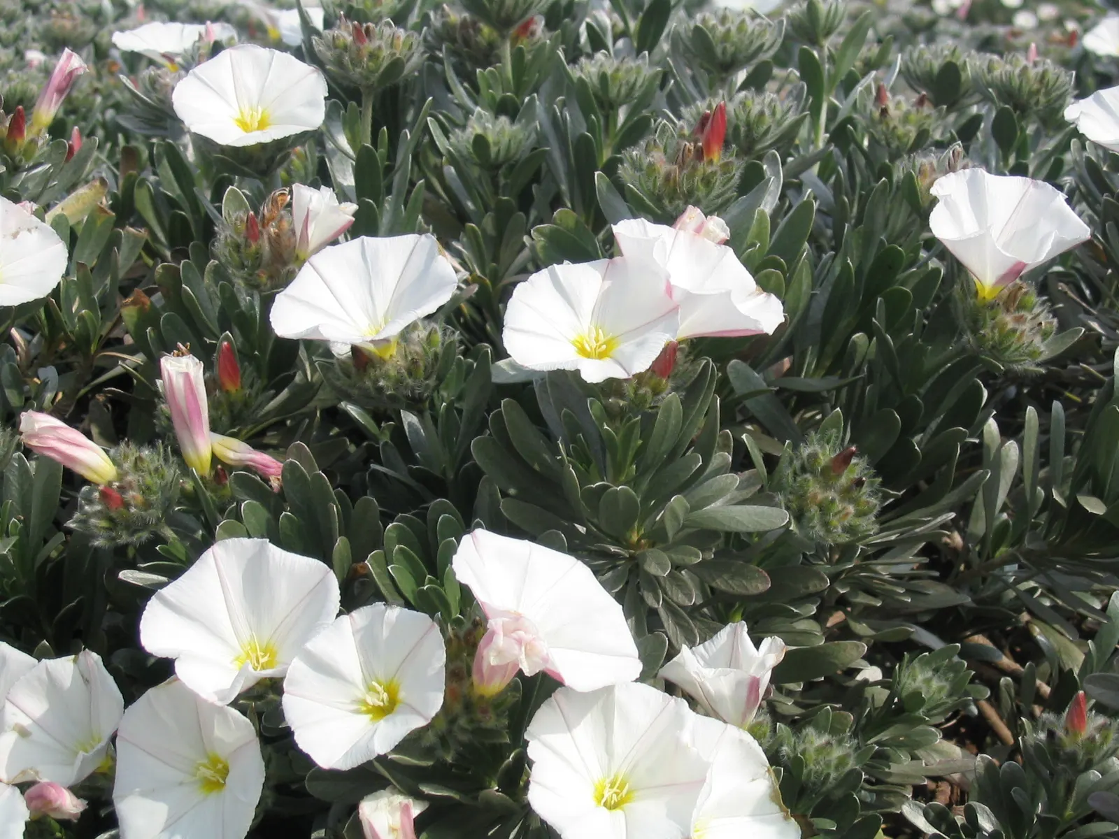 Bush Morning Glory (Convolvulus Cneorum) — The Bush Morning Glory is drought-tolerant once established; minimal pruning is required