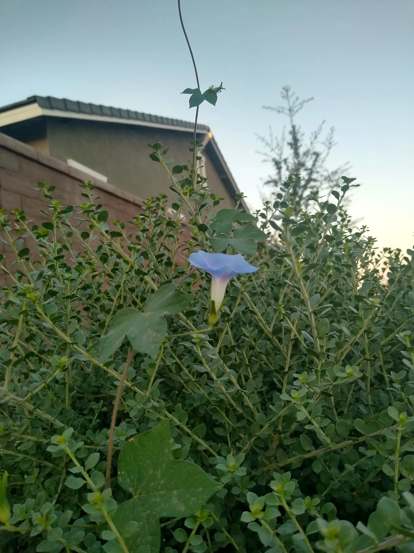 Bush Morning Glory (Convolvulus Cneorum) — commonly known as the Bush Morning Glory; ground cover / perennial / shrub with white blooms, image 86