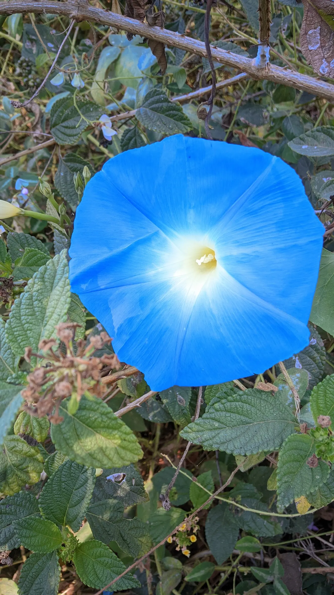 Bush Morning Glory (Convolvulus Cneorum) — commonly known as the Bush Morning Glory; ground cover / perennial / shrub with white blooms, image 46