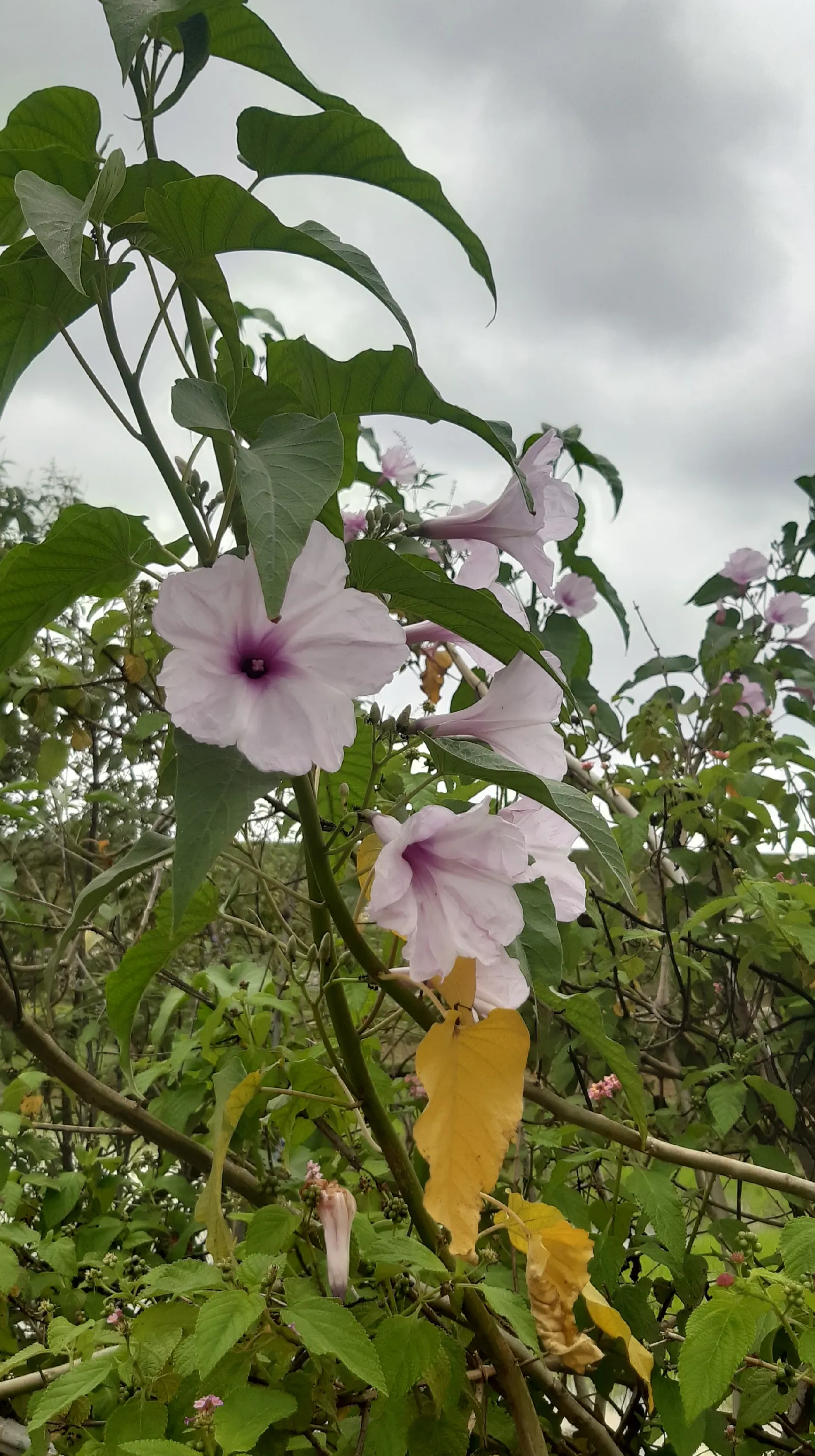 Bush Morning Glory (Convolvulus Cneorum) — Low-maintenance and drought-resistant, it blooms profusely in spring, with sporadic flowers through, image 44