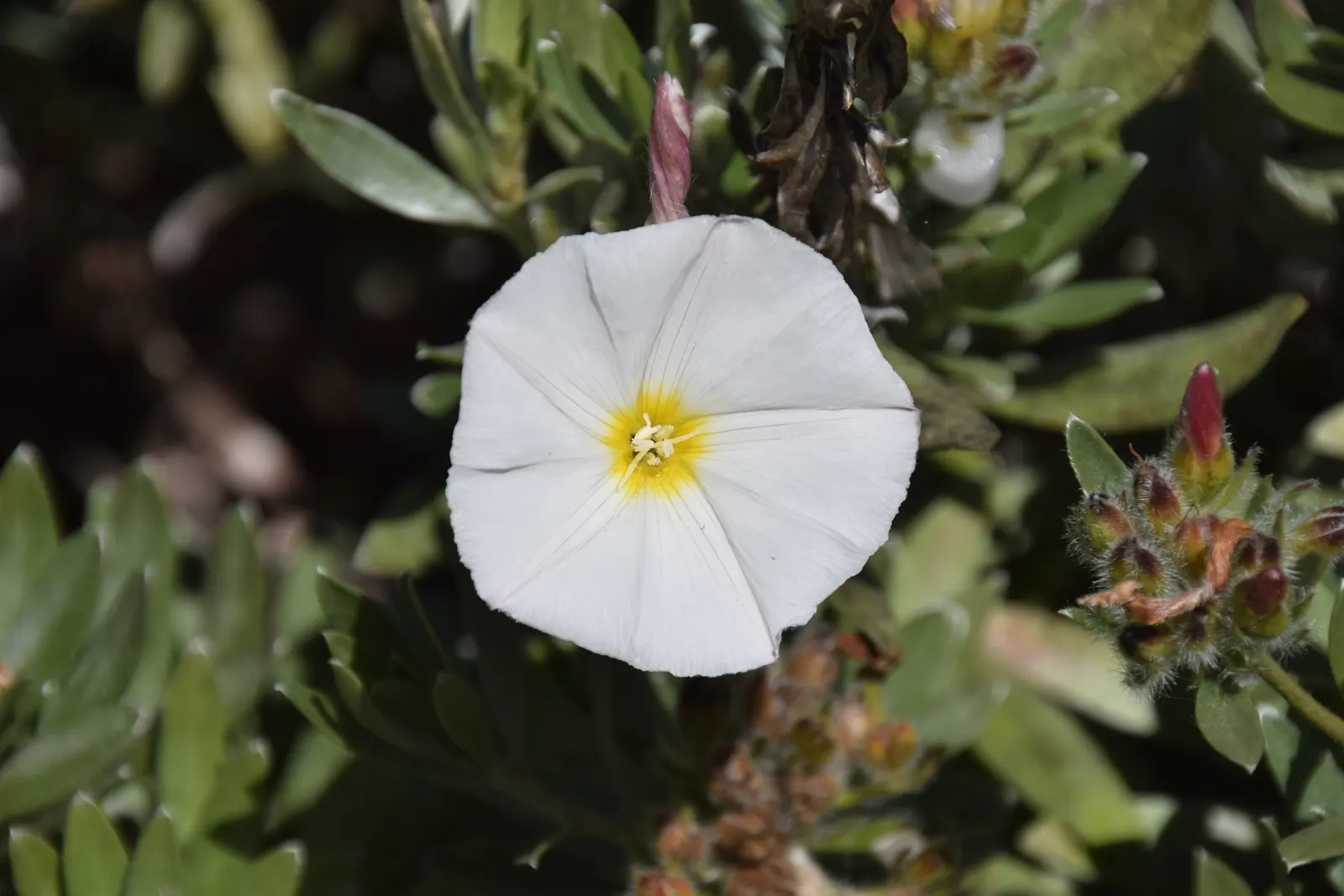 Bush Morning Glory (Convolvulus Cneorum) — Ideal for Mediterranean-style gardens and as accent plants in rockeries or borders; adding a dynamic, image 65