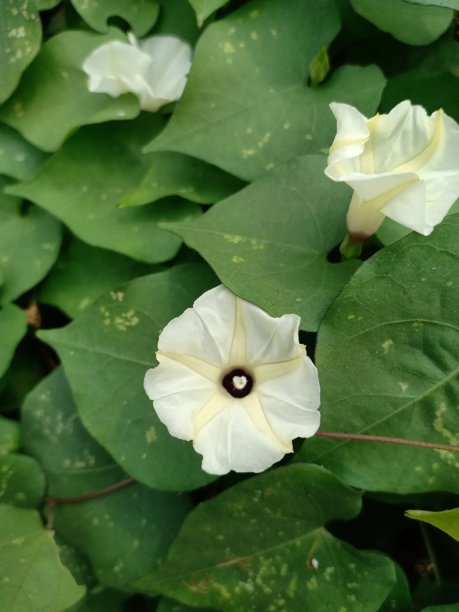 Bush Morning Glory (Convolvulus Cneorum) — Typically reaching heights between 2 to 3 feet with a similar spread; commonly known as the Bush Morning, image 87