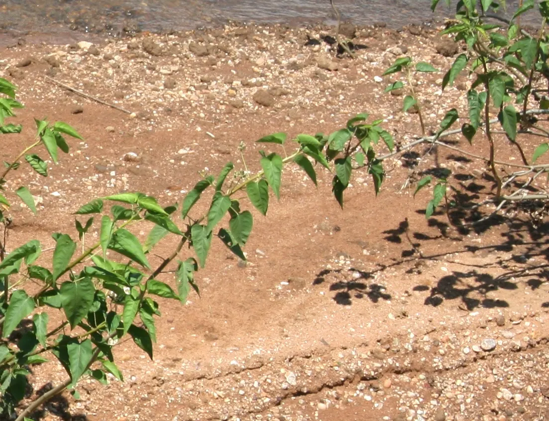 Bush Morning Glory (Convolvulus Cneorum) — or as a feature plant in Mediterranean-themed landscapes; its compact size and ornamental qualities make, image 77