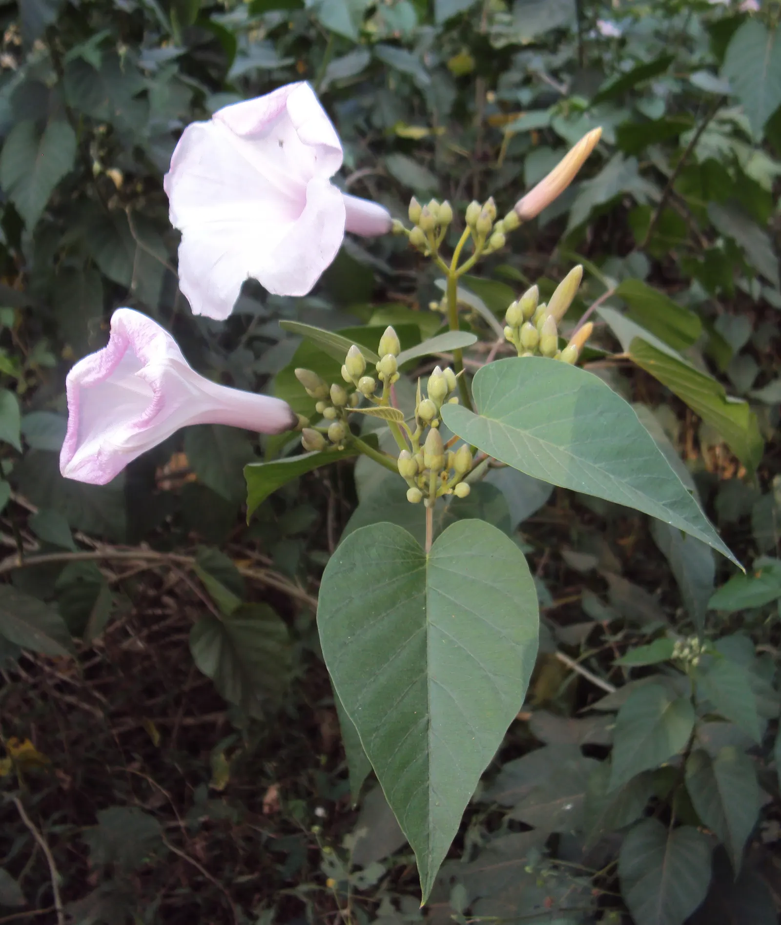 Bush Morning Glory (Convolvulus Cneorum) — Prefers full sun and well-drained soil; white flowers in the garden, image 43