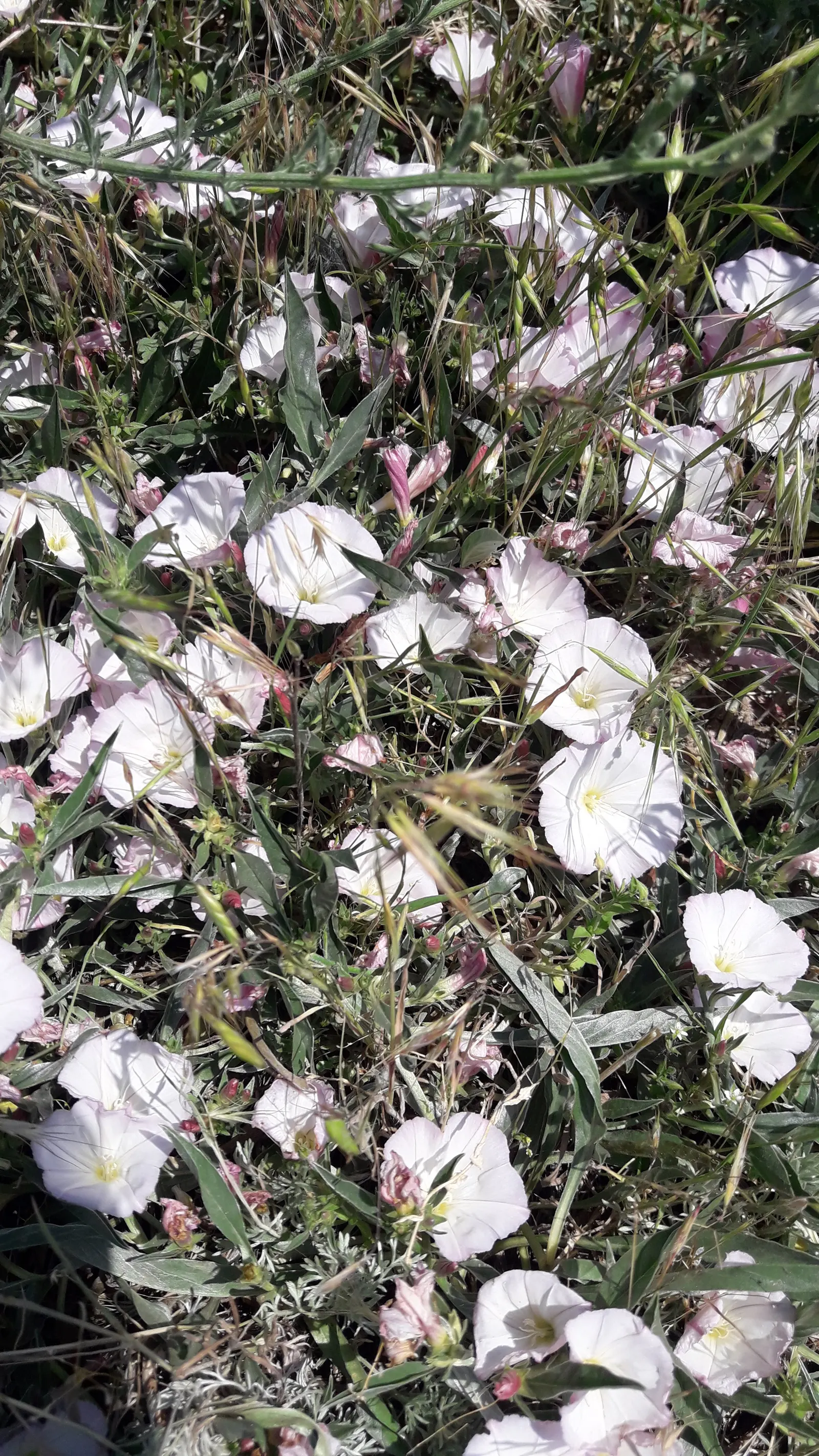 Bush Morning Glory (Convolvulus Cneorum) — Simply remove any dead or damaged branches in early spring to encourage fresh growth; occasional watering during