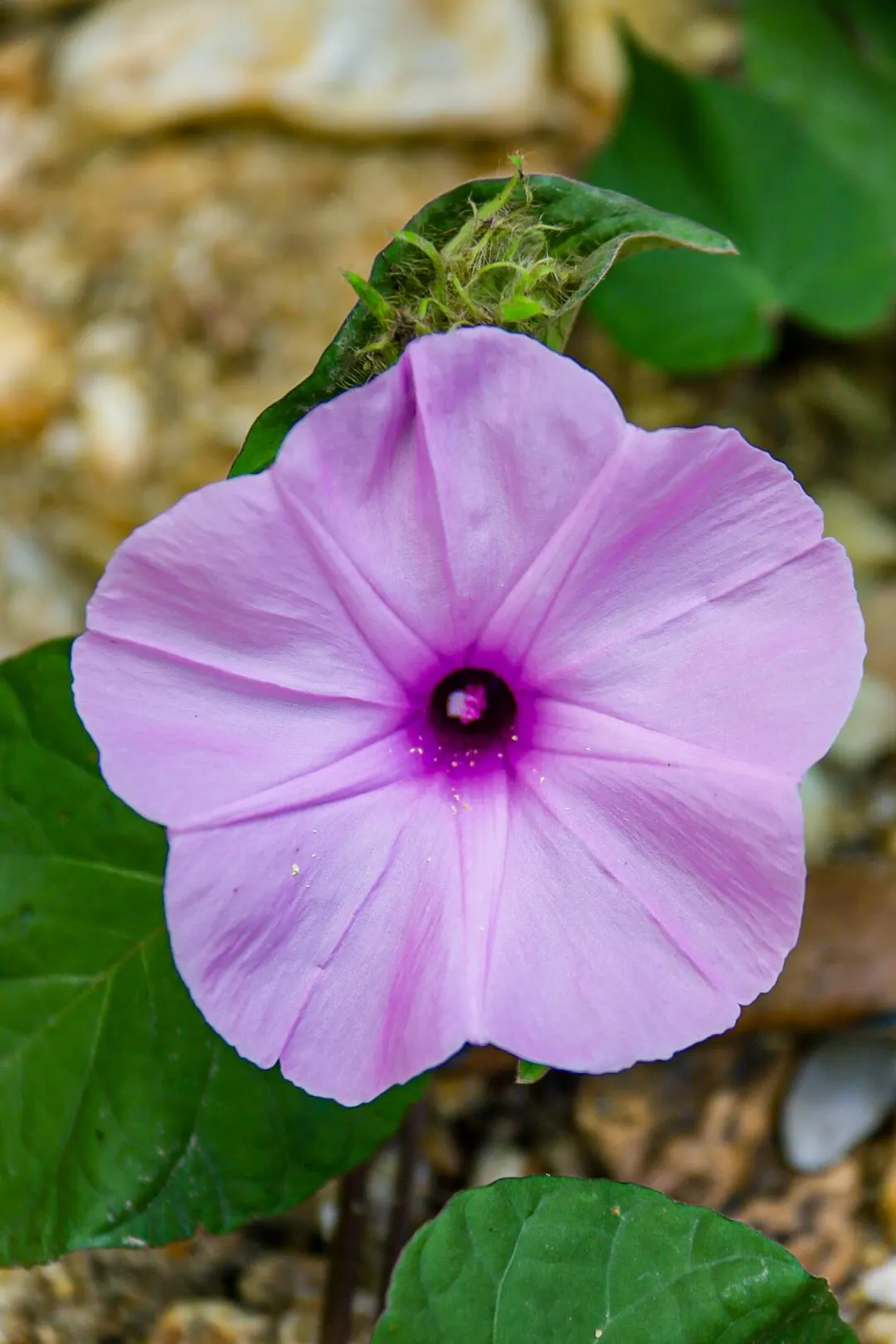 Bush Morning Glory (Convolvulus Cneorum) — or as a feature plant in Mediterranean-themed landscapes; its compact size and ornamental qualities make, image 57