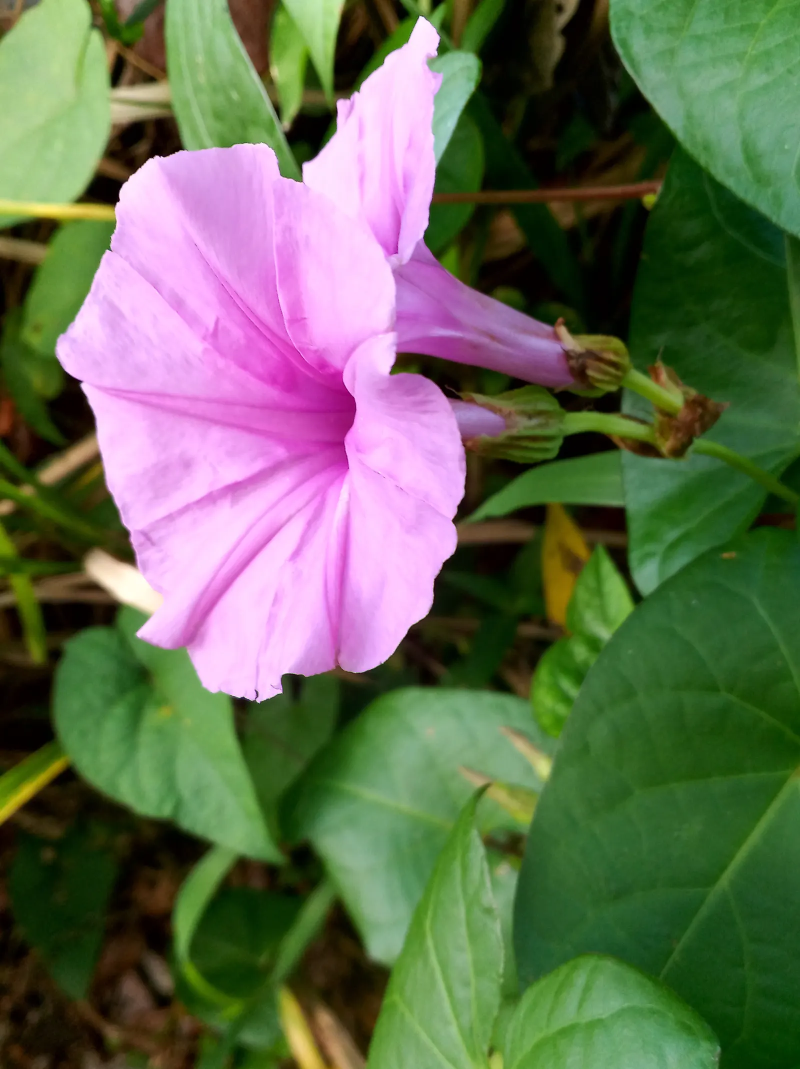 Bush Morning Glory (Convolvulus Cneorum) — The Bush Morning Glory is drought-tolerant once established; minimal pruning is required, image 88