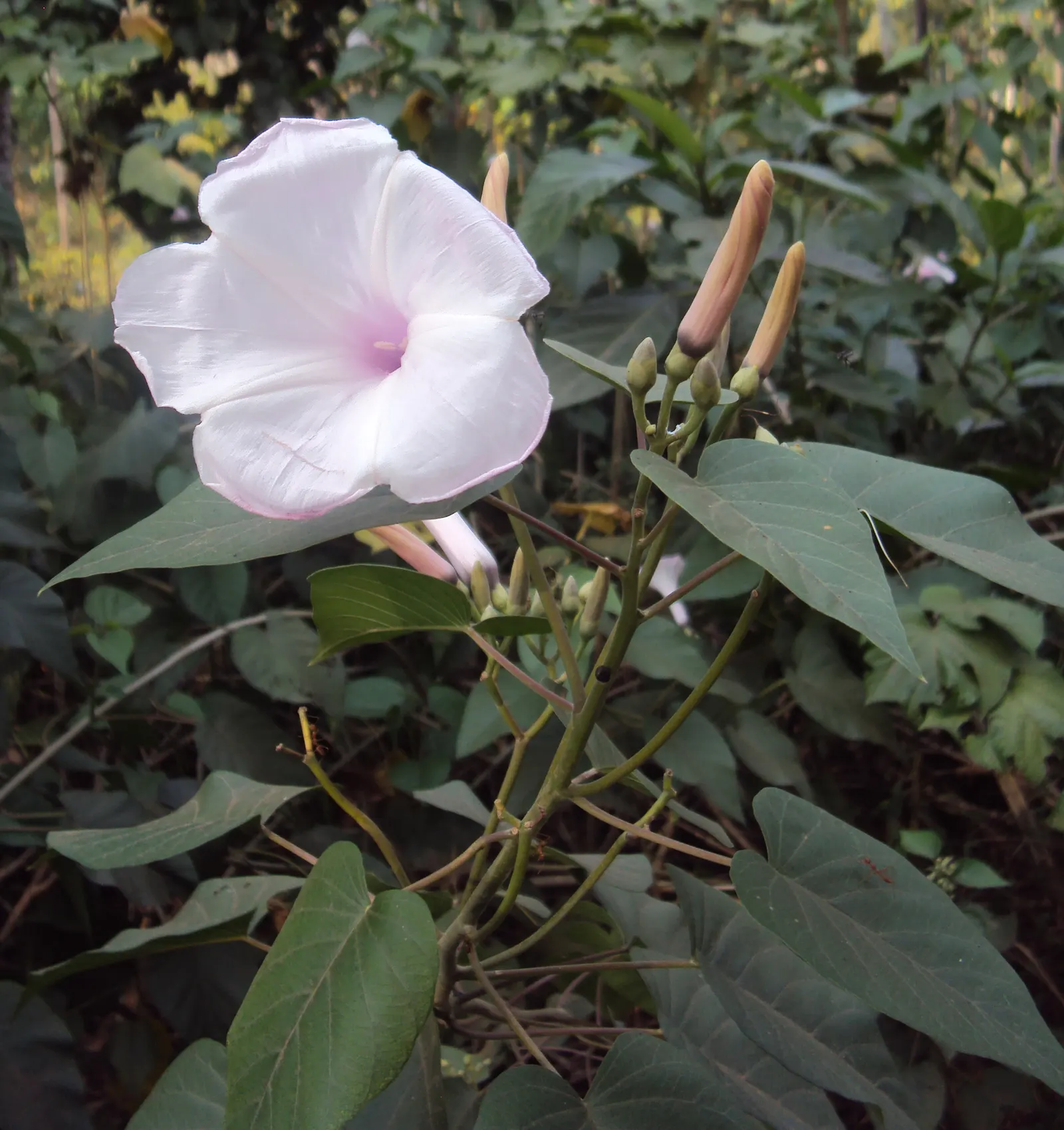 Bush Morning Glory (Convolvulus Cneorum) — Occasional watering during extended periods of drought will keep this shrub thriving