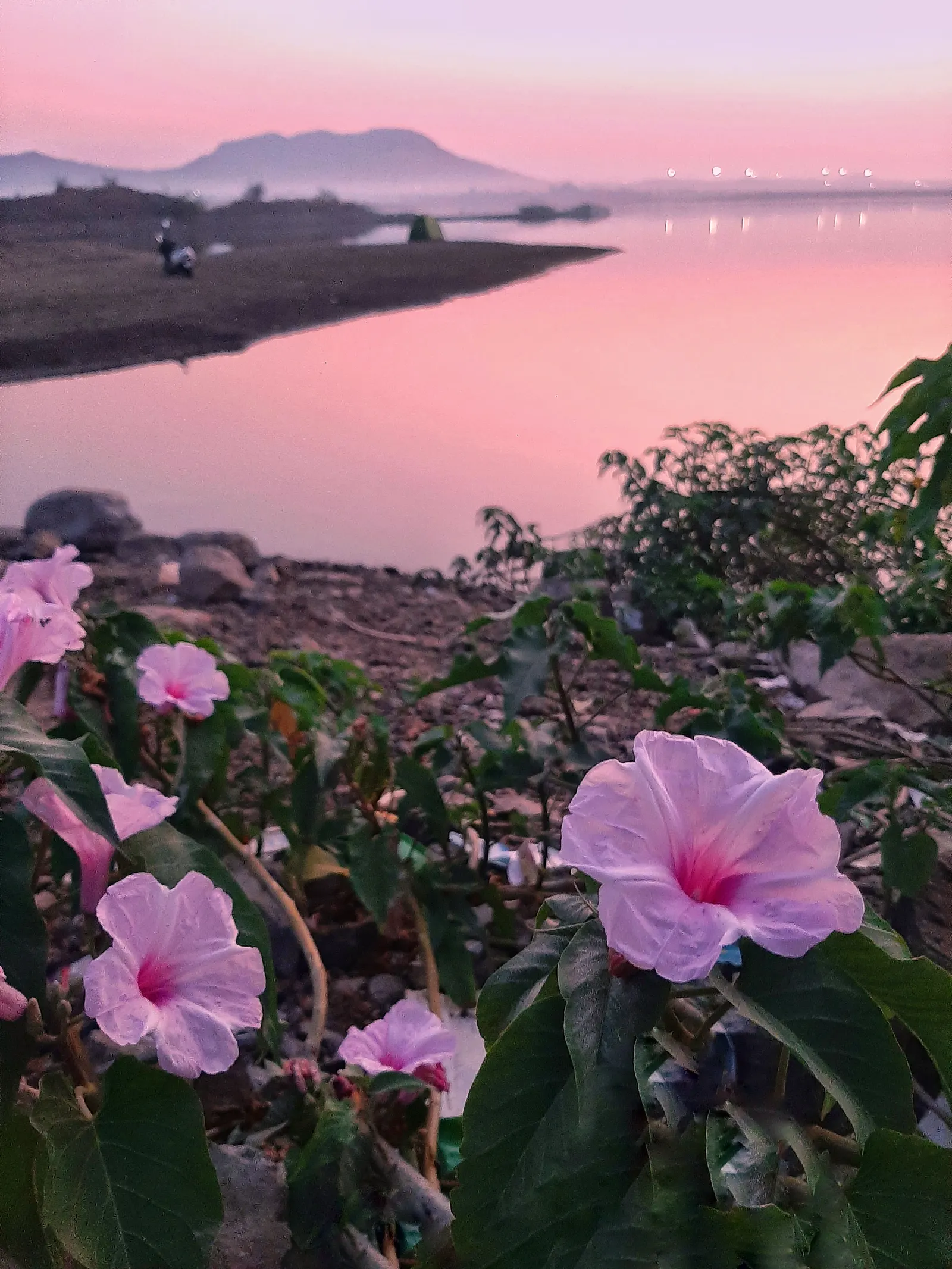 Bush Morning Glory (Convolvulus Cneorum) — Ideal for Mediterranean-style gardens and as accent plants in rockeries or borders; adding a dynamic, image 105