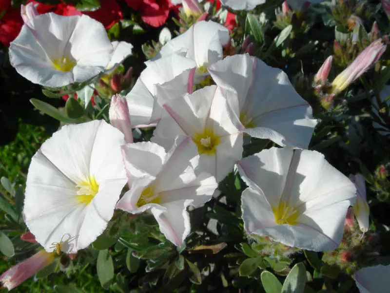 Bush Morning Glory (Convolvulus Cneorum) — ground cover / perennial / shrub for full; or as a feature plant in Mediterranean-themed landscapes