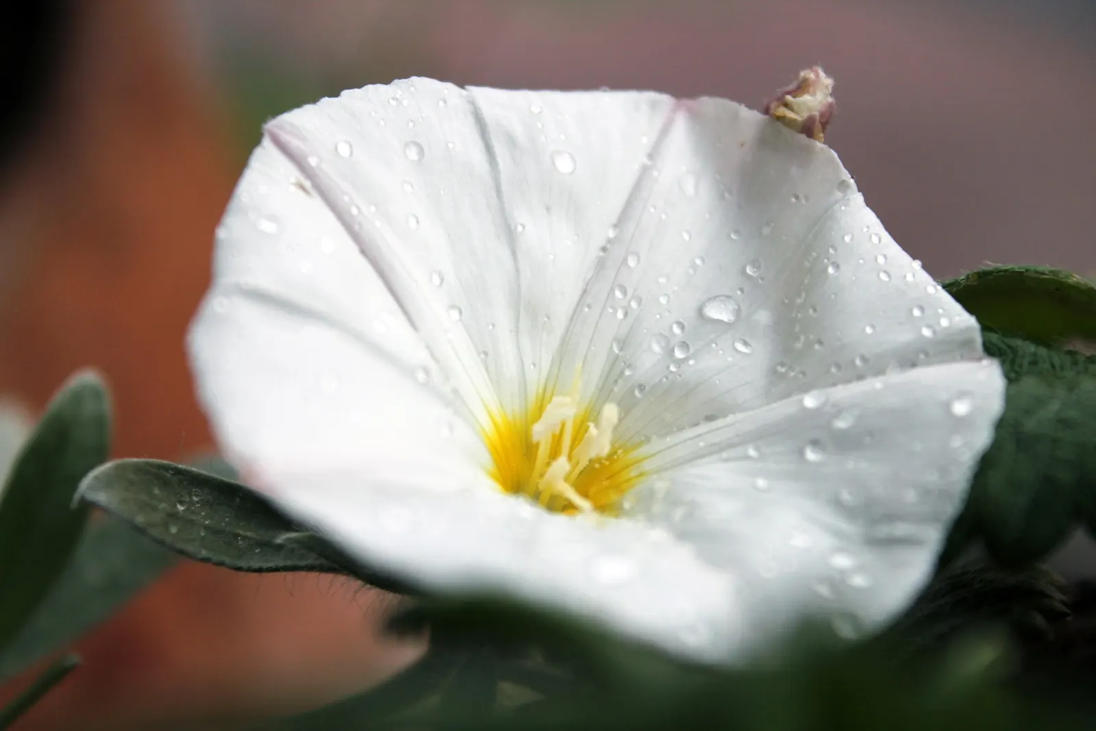 Bush Morning Glory (Convolvulus Cneorum) — adding a dynamic living element to the landscape.<br><br>For maintenance