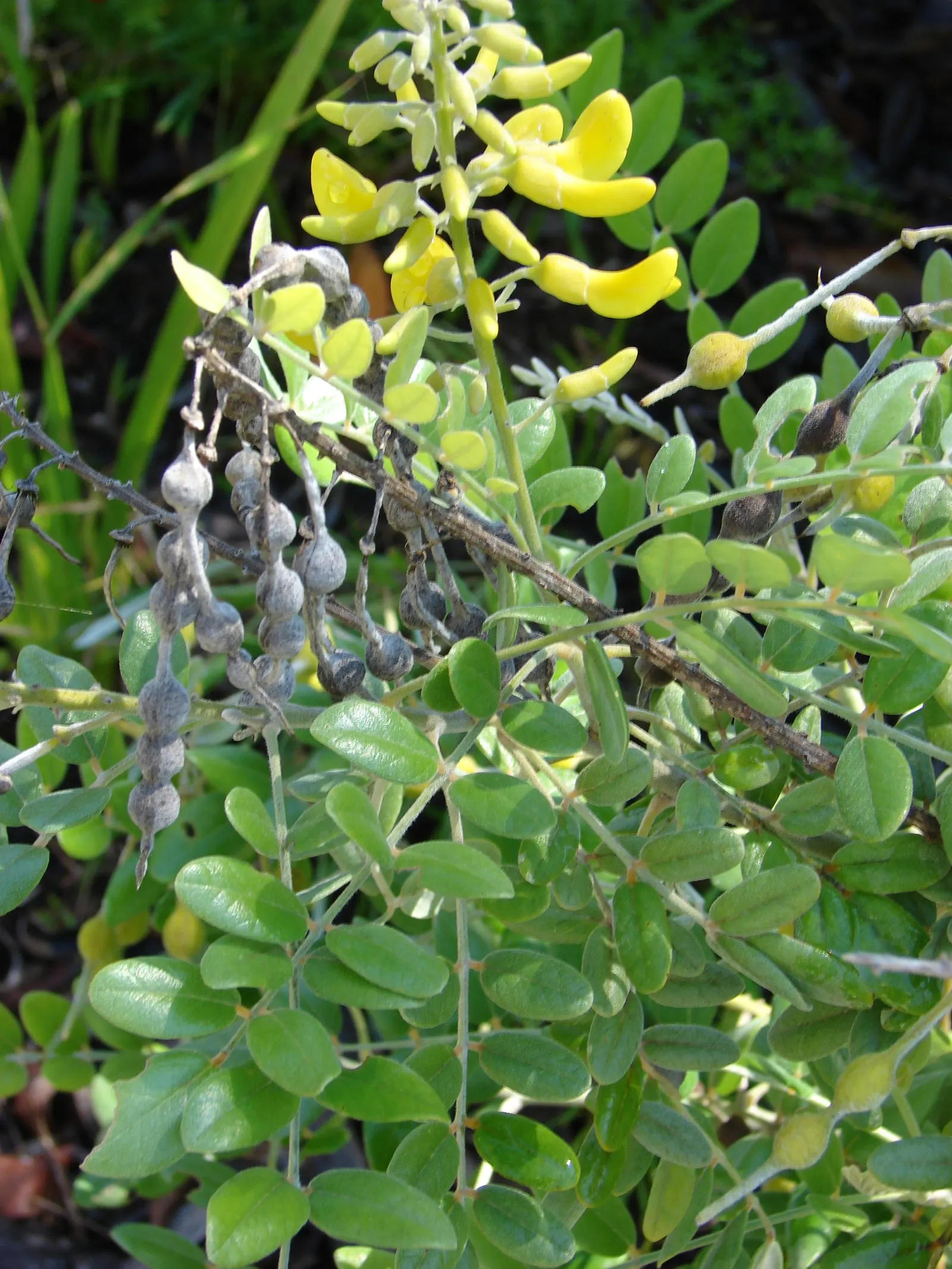 Bush Morning Glory (Convolvulus Cneorum) — Occasional watering during extended periods of drought will keep this shrub thriving; a hardy specimen, image 95