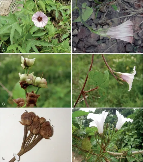 Bush Morning Glory (Convolvulus Cneorum) — making it an ideal choice for water-wise gardens or arid climates; ground cover / perennial / shrub for, image 109